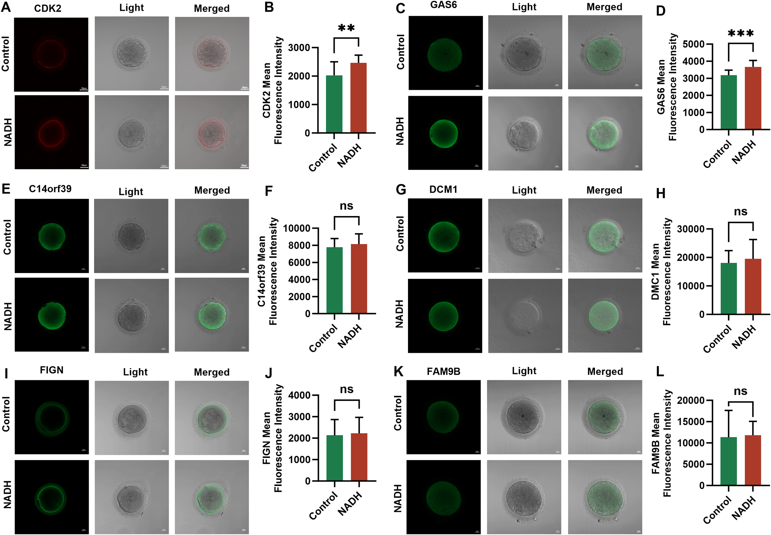 Fluorescence microscopy and bar graphs compare six proteins (CDK2, GAS6, C14orf39, DCM1, FIGN, FAM9B) in Control and NADH-treated samples. Images show fluorescence, light, and merged views. Graphs indicate mean fluorescence intensities, with significant increases for CDK2 and GAS6 in NADH samples. Other proteins show no significant change. Scale bars are included.