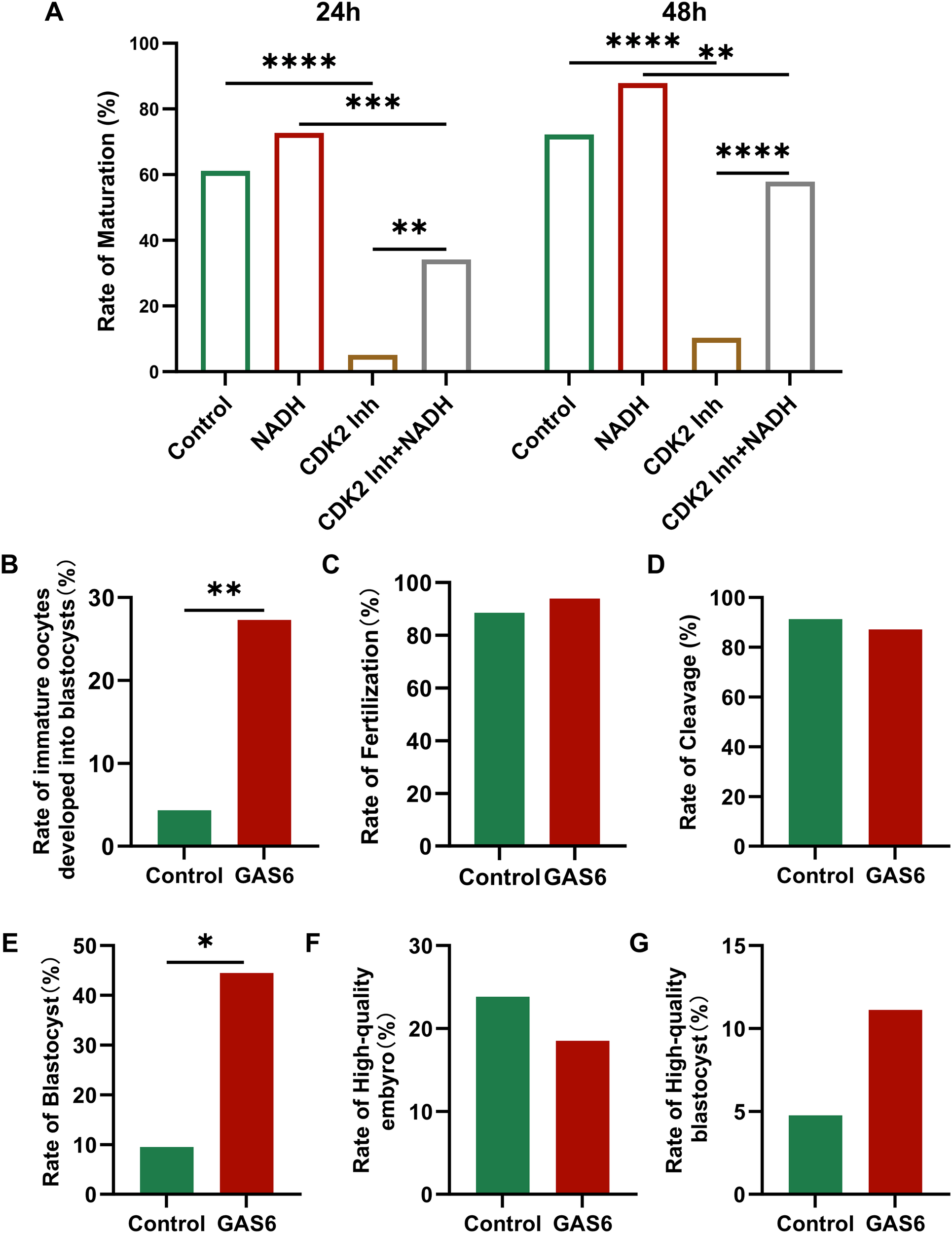 Bar charts showing various rates related to oocyte maturation and embryo development. Chart A compares maturation rates at 24 and 48 hours under different conditions with significant differences noted. Charts B to G compare rates of blastocyst formation, fertilization, cleavage, and quality between control and GAS6 treatments, indicating significant increases in GAS6 groups for certain parameters. Statistical significance is marked by asterisks.