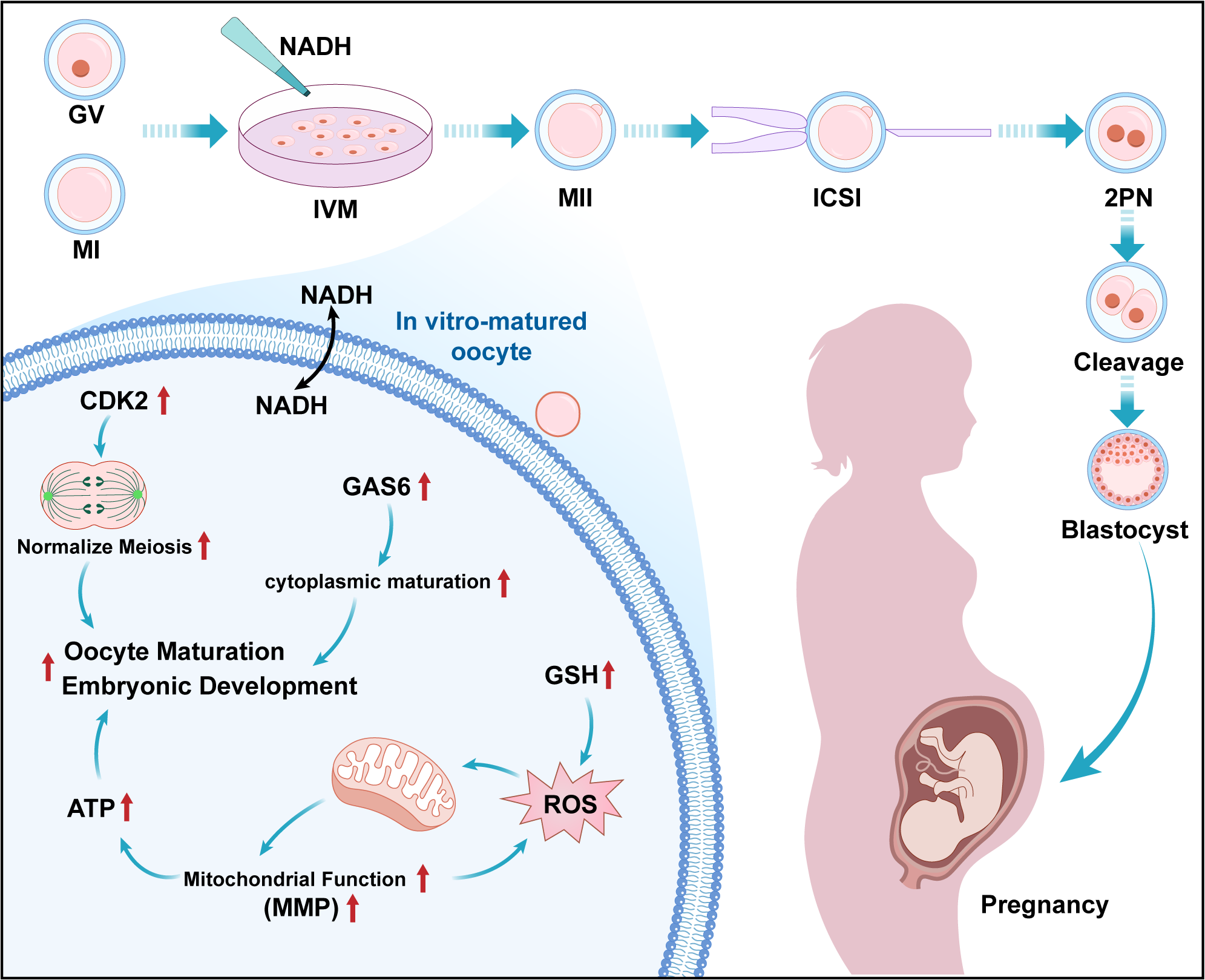 Diagram illustrating in vitro oocyte maturation and embryonic development. At the top, germinal vesicle (GV) and meiotic inhibition (MI) oocytes are matured in vitro (IVM) with NADH, progressing to metaphase II (MII) oocytes. Intracytoplasmic sperm injection (ICSI) is performed to form a zygote with two pronuclei (2PN), which then undergoes cleavage to a blastocyst, leading to pregnancy. On the left, intracellular processes show NADH's influence on CDK2 for meiosis normalization, GAS6 for cytoplasmic maturation, and increases in ATP, mitochondrial function (MMP), GSH, reducing reactive oxygen species (ROS), all promoting oocyte maturation and embryonic development.