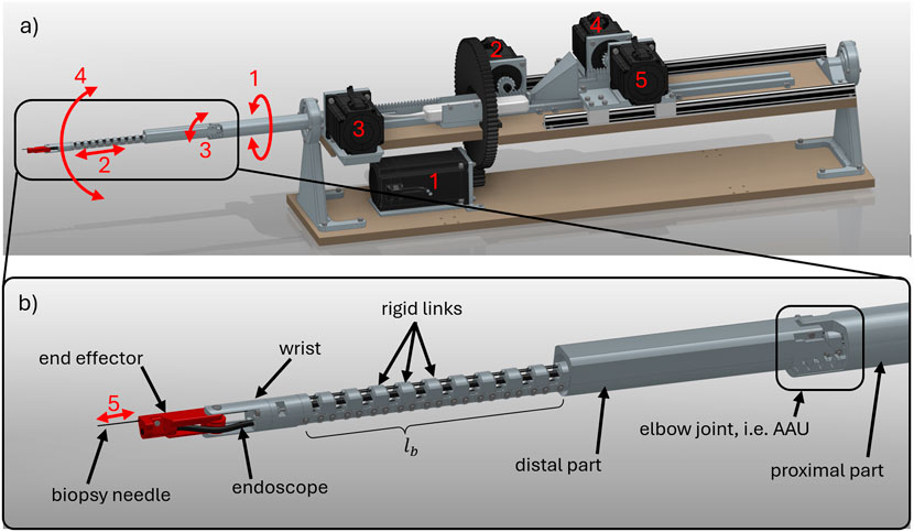 Diagram illustrating a robotic mechanism composed of two parts. Part (a) shows the overall setup with motors and gears, labeled with numbers one to five. Red arrows indicate rotational and linear movements. Part (b) details the mechanism's distal end, highlighting components like the end effector, biopsy needle, wrist, rigid links, and elbow joint. Annotations describe the proximal and distal parts, with emphasis on the rigid links and endoscopic functions.