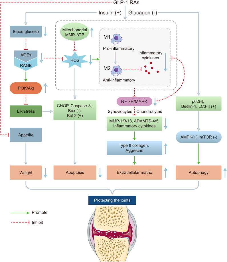 Flowchart illustrating the biochemical pathways involved in joint protection. It shows insulin promoting, and glucagon inhibiting, GLP-1 RAs, impacting blood glucose, ROS, appetite, and autophagy. M1 and M2 macrophages influence pro- and anti-inflammatory cytokines. Pathways like ER stress and NF-kB/MAPK are mapped, leading to effects on weight, apoptosis, and extracellular matrix, ultimately protecting the joints. Green and red lines denote promoting and inhibiting interactions, respectively.