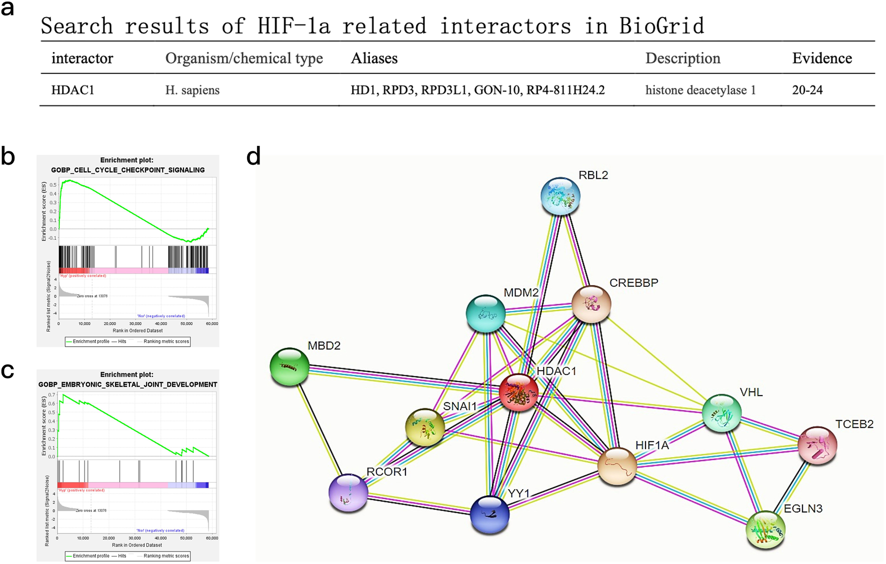 Summary of HIF-1a interactors in BioGrid, showing HDAC1 as an interactor with aliases and evidence. Includes two enrichment plots: one for cell cycle checkpoint signaling and another for embryonic skeletal joint development. A network diagram displays protein-protein interactions among various molecules, including HDAC1, RBL2, CREBBP, and others, connected by colored lines.