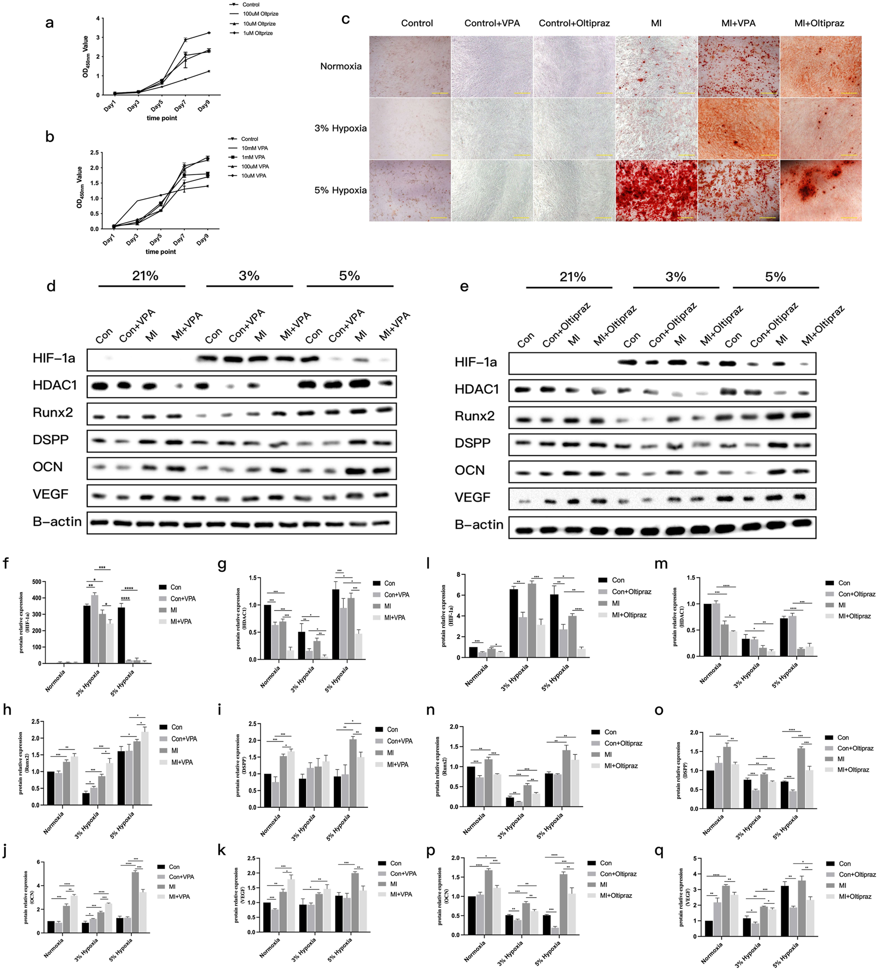 Graphs, microscopy images, and Western blots illustrate the effects of treatments under normoxia and hypoxia conditions. Graphs (a, b) show cell growth over time. Microscopy images (c) display cell morphology across different conditions and treatments. Western blots (d, e) analyze protein expressions of HIF–1a, HDAC1, Runx2, DSPP, OCN, VEGF, and B-actin under varying oxygen levels. Bar charts (f-q) quantify protein expressions, revealing statistical significance between control and treated groups, with annotations for significance levels.