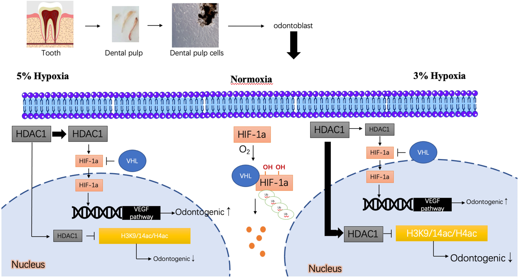 Diagram showing the process of odontoblast differentiation from dental pulp cells under different oxygen conditions. Under 5% hypoxia, HIF-1a remains stable, promoting VEGF pathway activation, increasing odontogenic activity. In normoxia and 3% hypoxia, HIF-1a is hydroxylated and degraded, reducing odontogenic activity. HDAC1 influences HIF-1a stability, impacting gene expression related to odontogenic processes.
