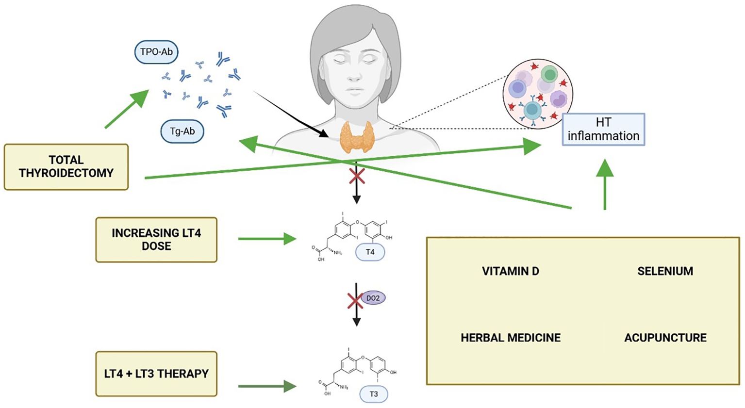Illustration showing approaches to managing Hashimoto's thyroiditis. Arrows indicate treatments: total thyroidectomy, increasing LT4 dose, and LT4 plus LT3 therapy. Anti-thyroid antibodies (TPO-Ab, Tg-Ab), HT inflammation, molecules T4, T3, and alternative therapies (Vitamin D, selenium, herbal medicine, acupuncture) are depicted.