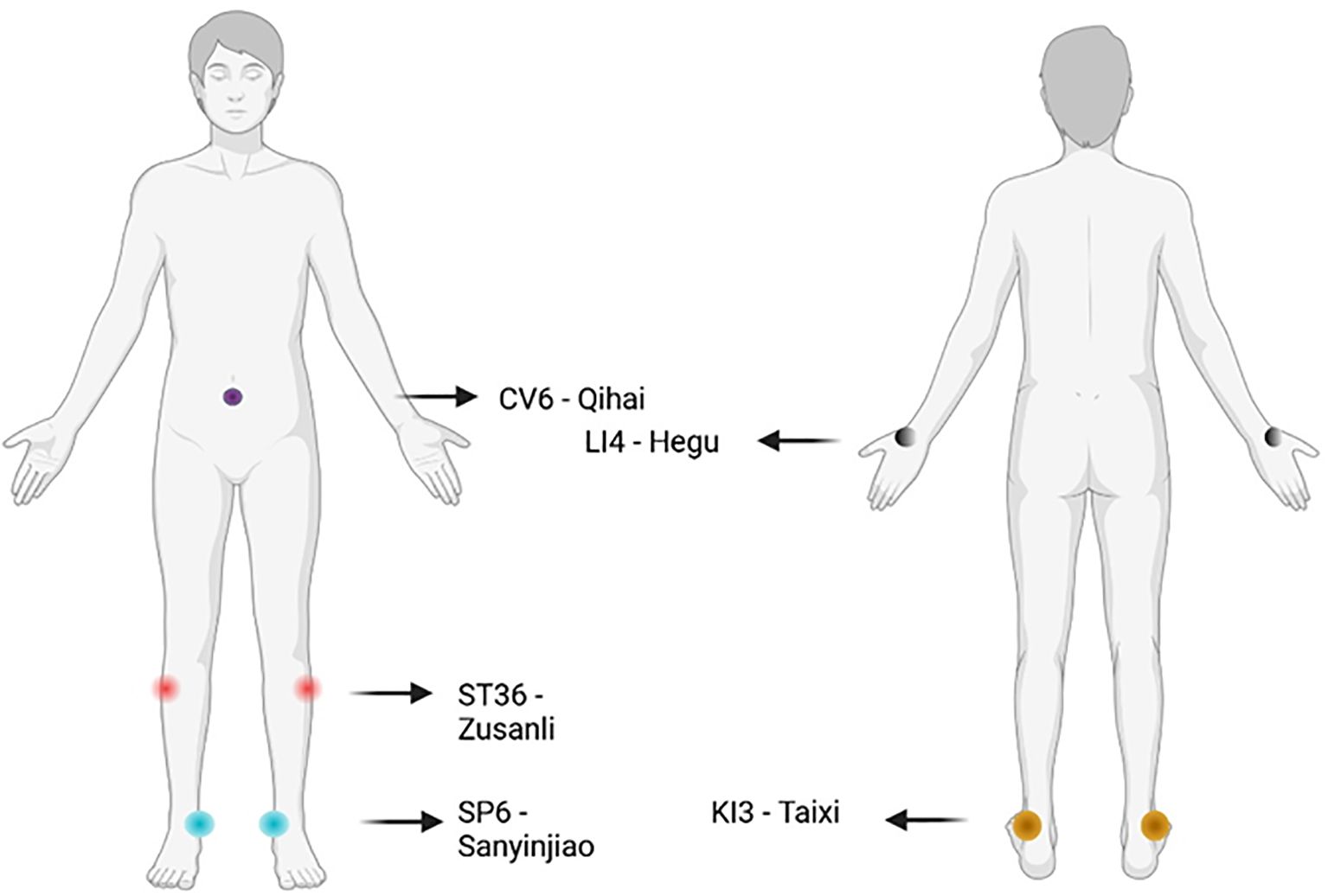 Illustration of a human body with acupuncture points marked. Front view shows CV6 (Qihai) near the abdomen, LI4 (Hegu) on the hand, ST36 (Zusanli) near the knee, and SP6 (Sanyinjiao) on the lower leg. Back view indicates KI3 (Taixi) near the ankle.