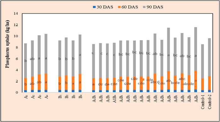 Bar chart illustrating phosphorus uptake in kilograms per hectare across various treatments over three time periods: 30 days after sowing (DAS) in blue, 60 DAS in orange, and 90 DAS in gray. The chart compares multiple treatments (A1, B1, A1B1, etc.) and includes two control groups, showing varied uptake levels and statistical significance denoted by letters above each bar.