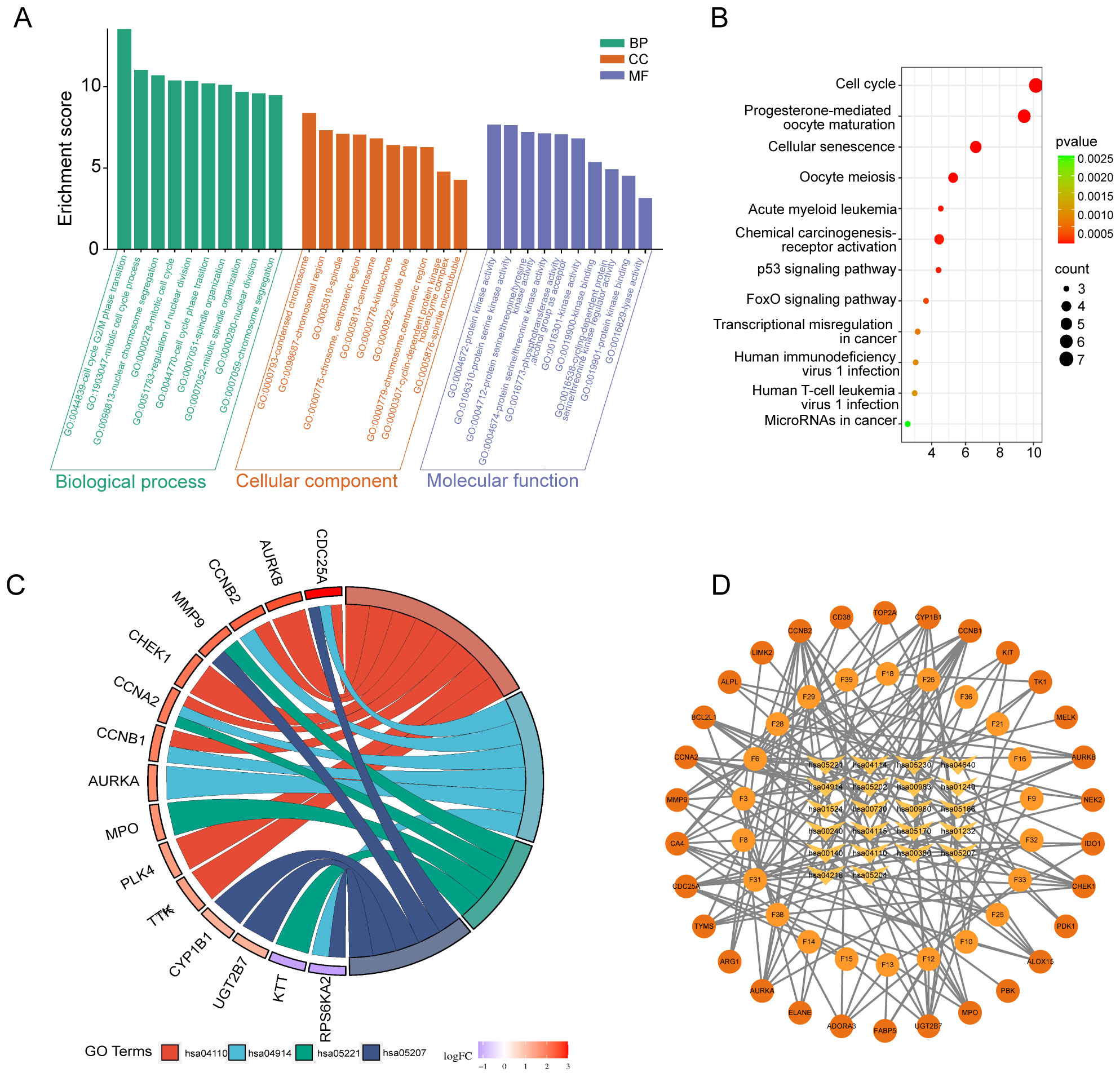 A collection of four scientific graphics: A) A bar graph showing gene enrichment scores across categories like Biological Process, Cellular Component, and Molecular Function; B) A dot plot indicating pathways associated with p-values and counts, highlighting pathways like cell cycle and cancer signaling; C) A circular diagram visualizing gene ontology (GO) terms with connections between various genes; D) A network diagram featuring nodes and connections among different genes, emphasizing relationships in a biological network.