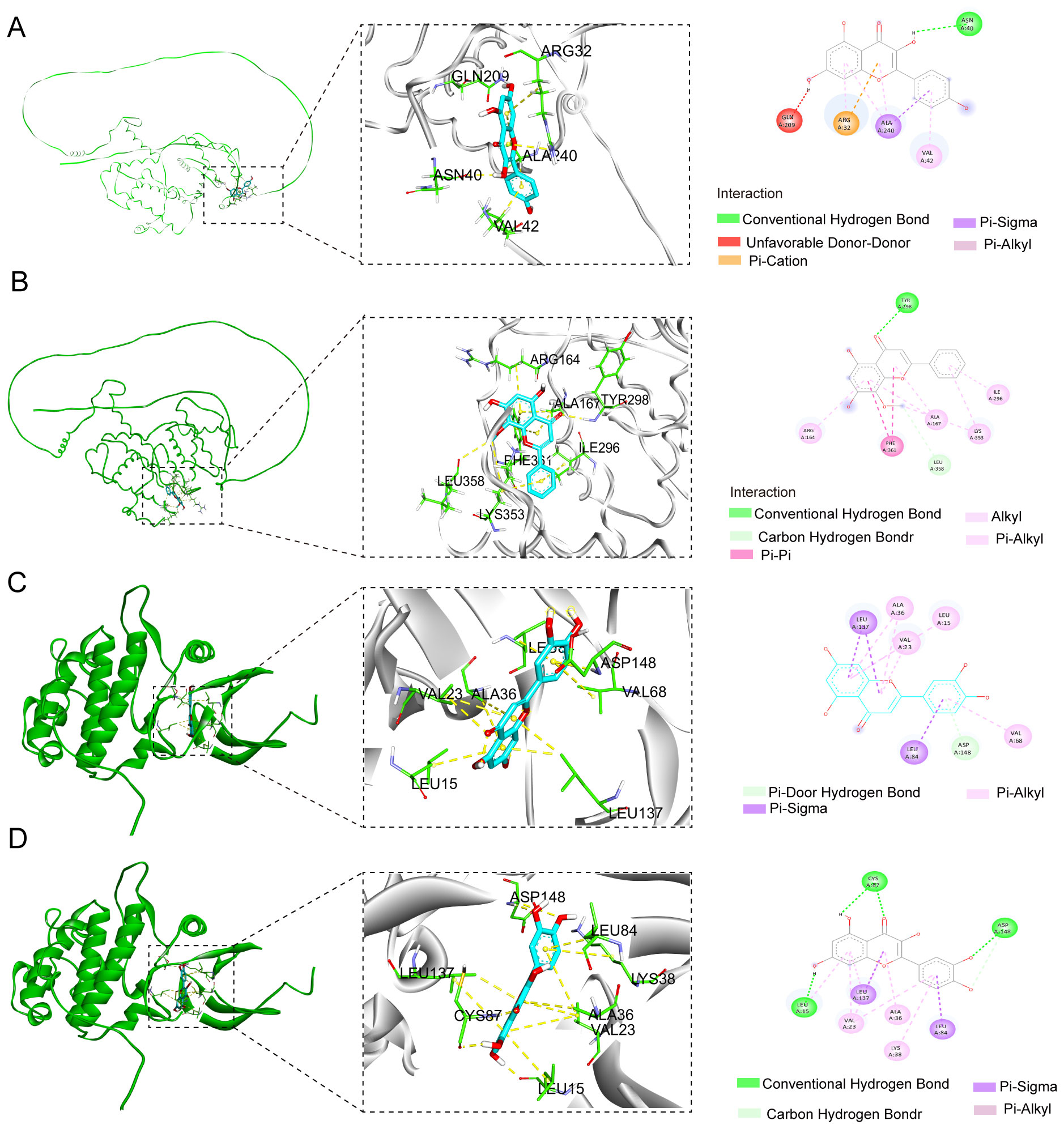 Molecular docking configurations of FSL-derived flavonoids with core cell cycle regulators were obtained via ensemble docking in AutoDock Vina and visualized in Discovery Studio: (A) kaempferol–CCNB2, (B) wogonin–CCNB2, (C) luteolin–CHEK1, and (D) quercetin–CHEK1. Yellow dashed lines denote conventional and carbon hydrogen bonds, while light blue spokes indicate hydrophobic contacts. Close-up views highlight specific interaction types—pi–alkyl, pi–pi, and more—with interaction points color-coded (orange, green, purple, and pink) as explained in the accompanying legend.