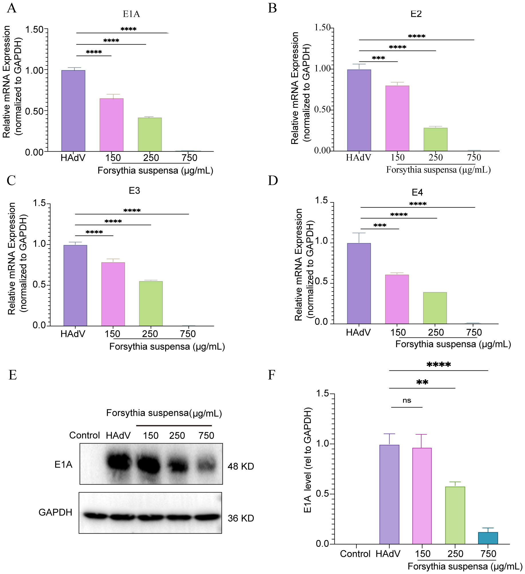 In vitro validation of FSL inhibition of HAdV infection in A549 cells: cells were treated with FSL at varying doses prior to HAdV (MOI = 1) for 24 h. (A–D) Dose-dependent decreases in E1A–E4 mRNA levels were measured by RT-PCR, normalized to GAPDH. (E) Immunoblotting shows reduced E1A protein with GAPDH as a loading control. (F) Quantification of E1A/GAPDH ratios. Data are presented as mean ± SD (n = 3); *p < 0.05, **p < 0.01, ***p < 0.0001.