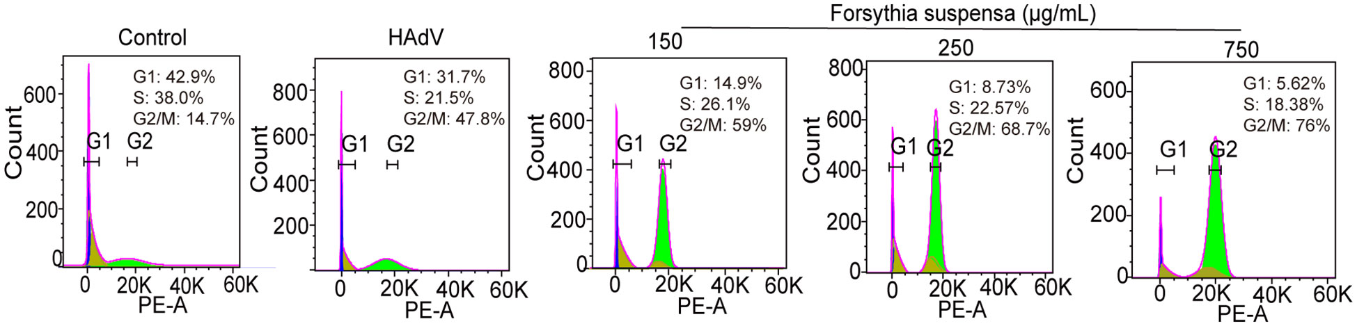 Flow cytometry analysis of A549 cells pre-treated with FSL (150–750 µg/mL) and infected with HAdV (MOI = 1) for 24 h revealed dose-dependent cell cycle arrest. FSL treatment shifted cells from G1/S into G2/M phase, indicating effective blockade of cell cycle progression.