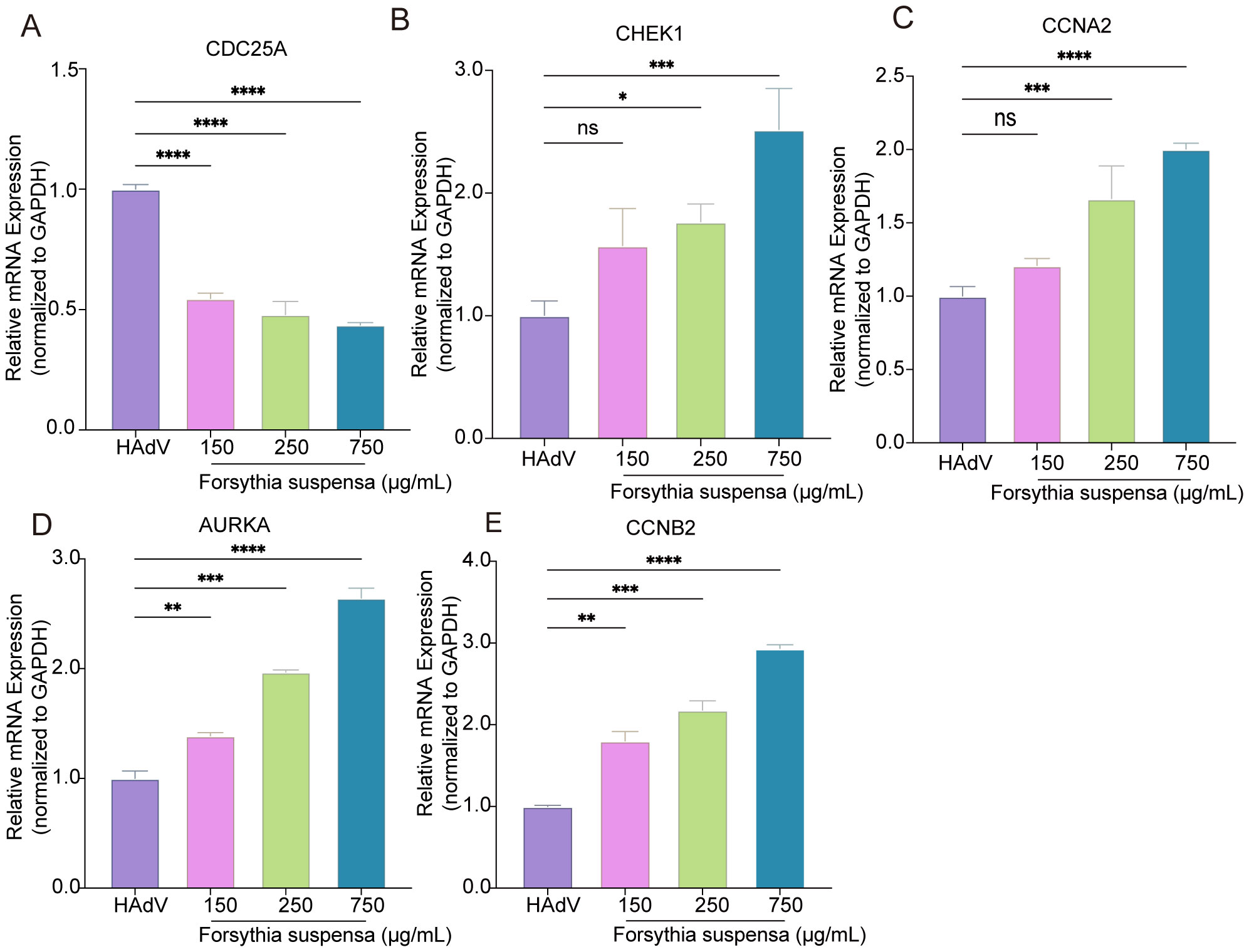 Bar graphs show the effect of Forsythia suspensa on mRNA expression levels of five genes (CDC25A, CHEK1, CCNA2, AURKA, CCNB2) compared to HAdV. Forsythia suspensa concentrations are 150, 250, and 750 micrograms per milliliter. Significance levels are marked with asterisks, indicating statistical differences between conditions. Error bars represent standard deviation.