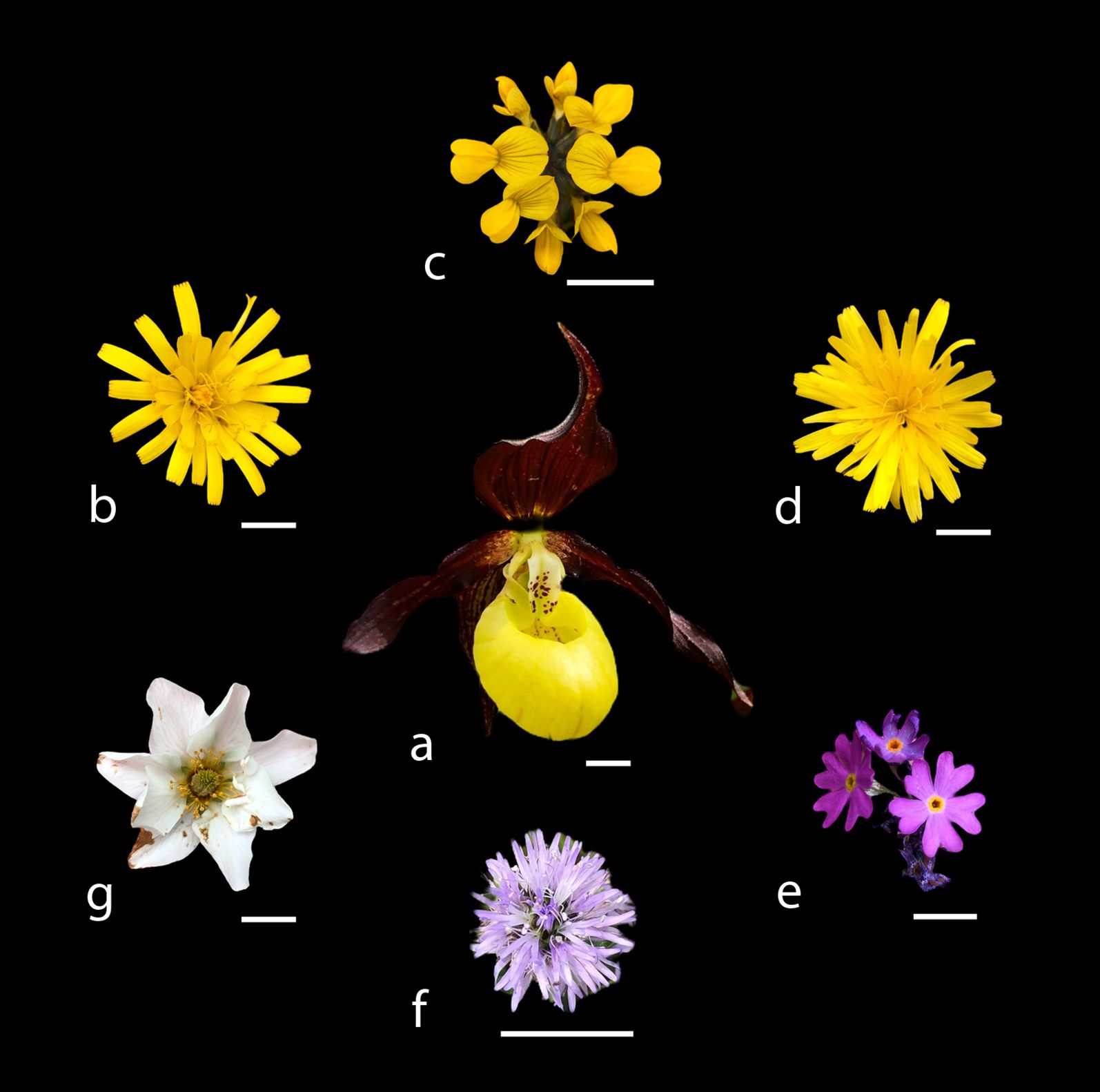 The six rewarding flowers/inflorescences arranged around a flower of the deceptive species Cypripedium calceolus. The flower of C. calceolus is yellow and maroon. The flowers of the rewarding species Hieracium bifidum, Hippocrepis comosa, and Leontodon incanus are yellow, the flowers of Primula farinosa and Globularia cordifolia are purple, and the flower of Dryas octopetala is white.
