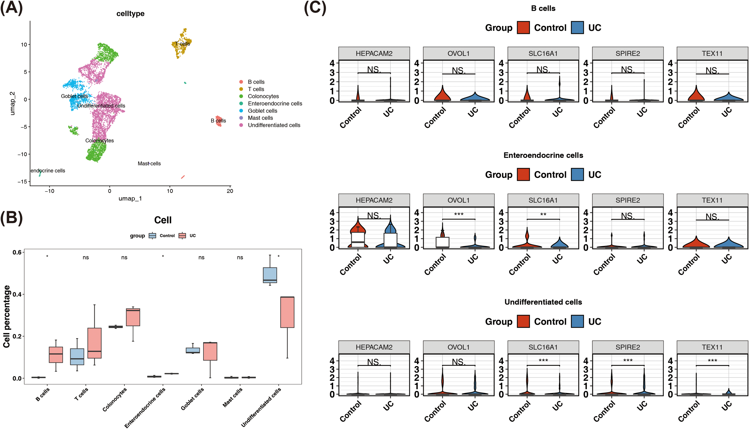 Three panels showing cell data analysis. Panel (A) is a UMAP plot displaying cell types like B cells, T cells, and colonocytes, with different colors for each type. Panel (B) is a box plot comparing cell percentages between control and UC groups across various cell types. Panel (C) contains violin plots showing the expression of genes like HEPACAM2 and OVOL1 in B cells, enteroendocrine cells, and undifferentiated cells between control and UC groups. Statistical significance is indicated with asterisks.