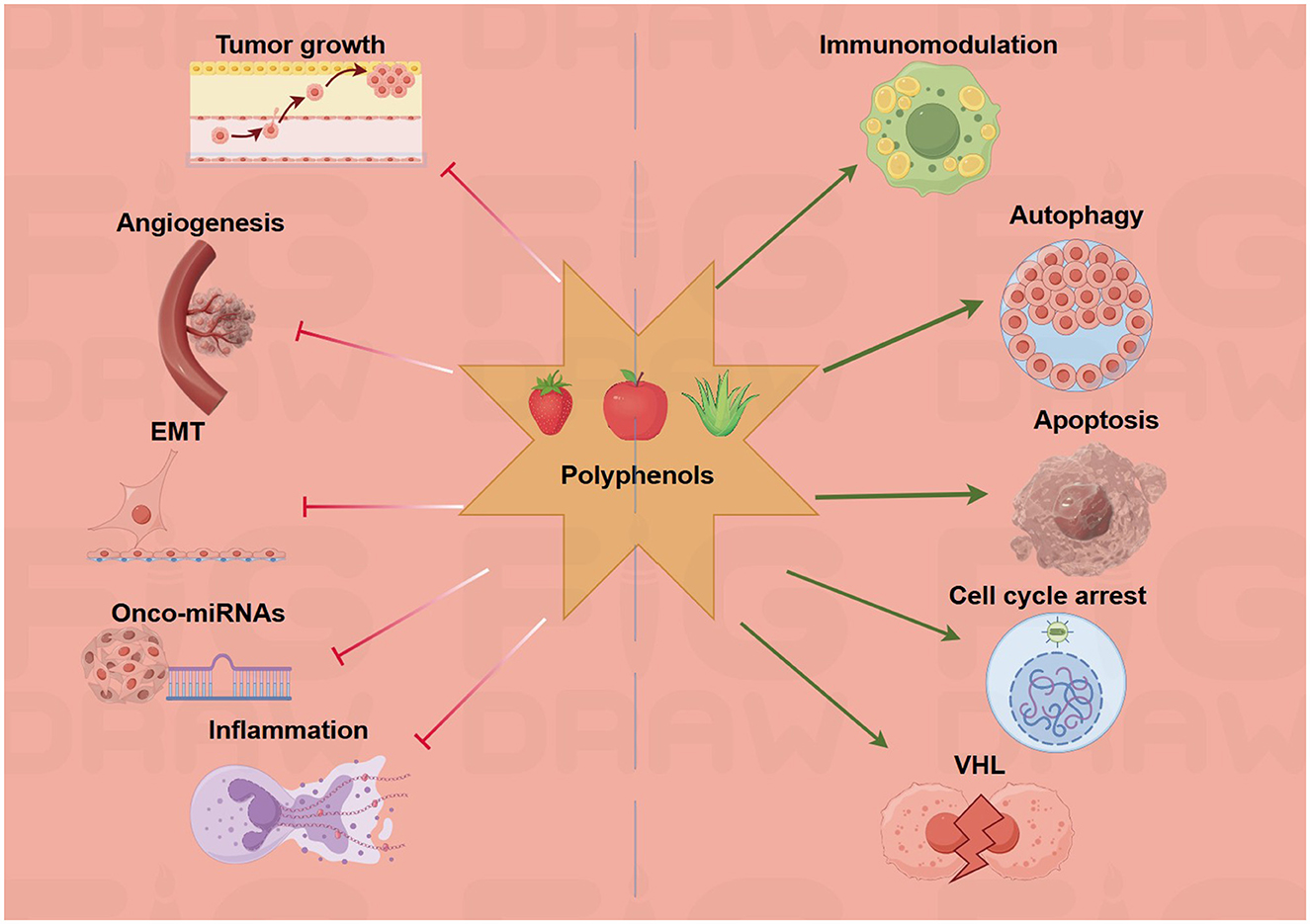 Diagram illustrating the dual effects of polyphenols on cancer. On the left, arrows point to processes promoted by polyphenols: tumor growth, angiogenesis, EMT (epithelial-mesenchymal transition), onco-miRNAs, and inflammation. On the right, arrows point to inhibited processes: immunomodulation, autophagy, apoptosis, cell cycle arrest, and VHL (von Hippel-Lindau). Icons represent each process.