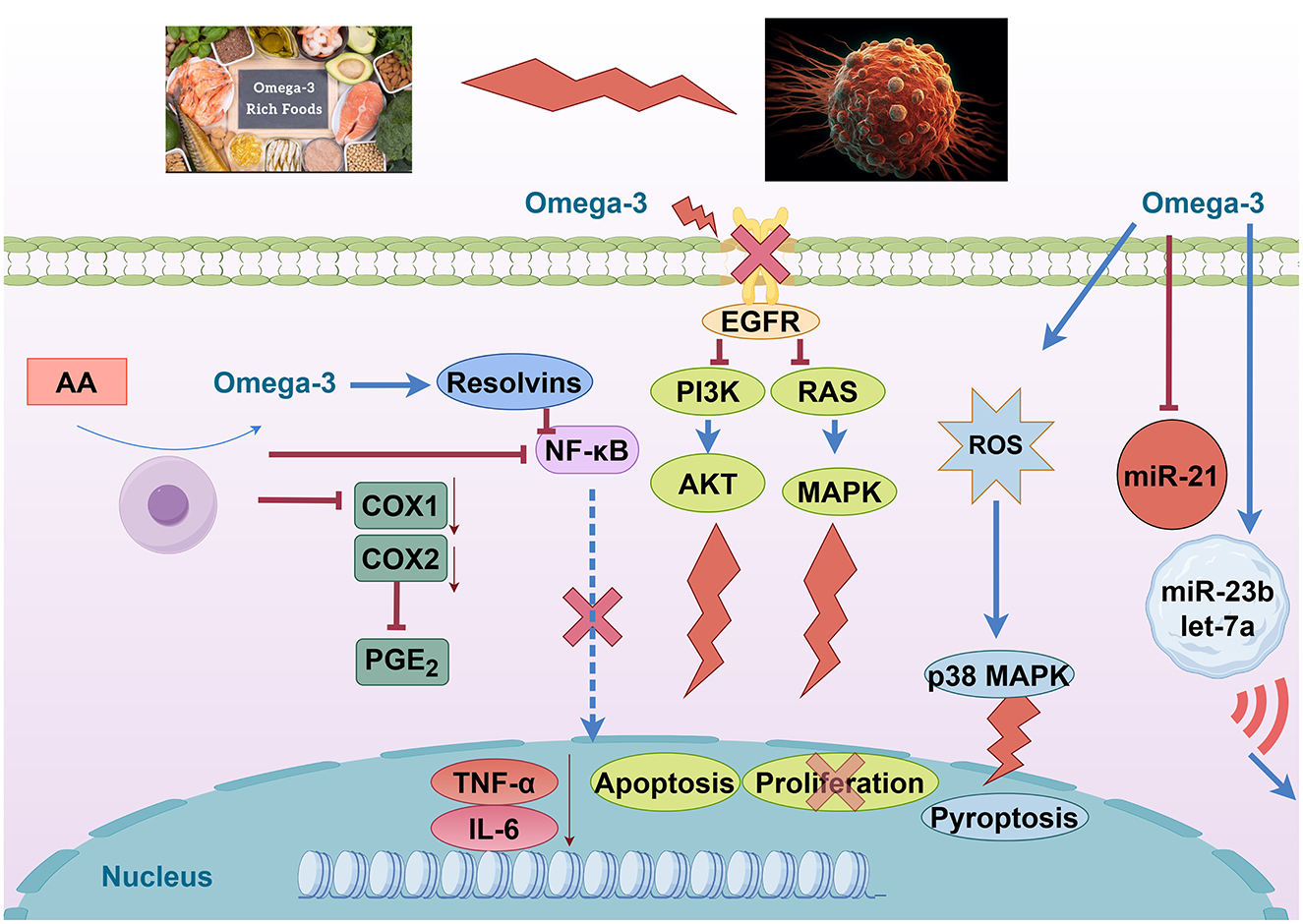 Diagram illustrating the effects of Omega-3 on cellular processes. Omega-3 influences resolvins, inhibiting NF-kB and COX pathways, reducing PGE2 production. It impacts EGFR, PI3K, RAS pathways, affecting AKT, MAPK, and ROS. This modulates miR-21, miR-23b, and let-7a, influencing apoptosis, proliferation, and pyroptosis. Small images of Omega-3 rich foods and a cancer cell are shown.