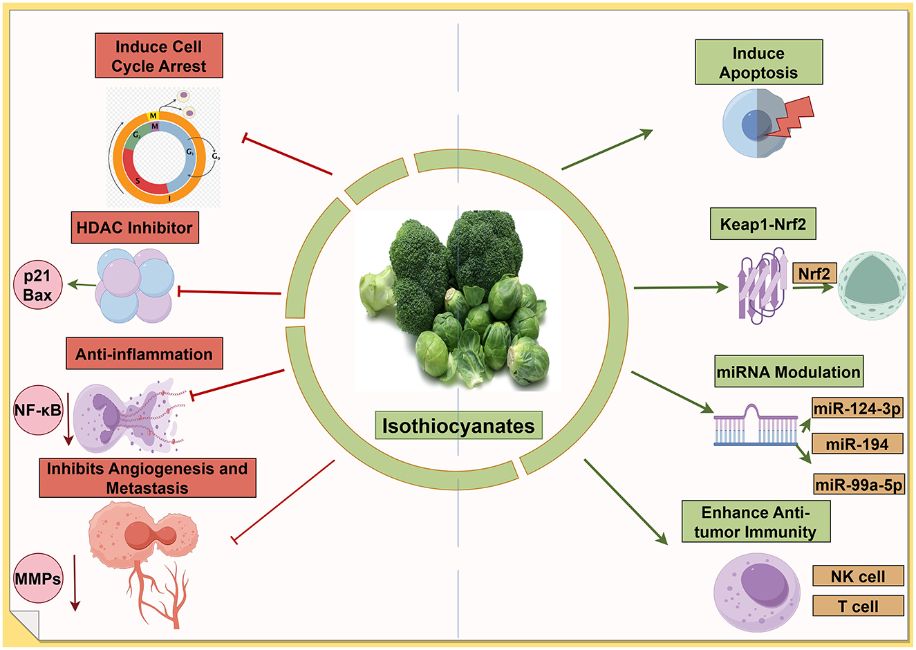 Diagram showing the biological effects of isothiocyanates, focusing on cancer prevention and treatment. On the left, it highlights cell cycle arrest, HDAC inhibition, anti-inflammation, and the inhibition of angiogenesis and metastasis. On the right, it illustrates apoptosis induction, Nrf2 activation, miRNA modulation, and enhanced anti-tumor immunity involving NK and T cells. Broccoli and Brussels sprouts represent sources of isothiocyanates in the center.
