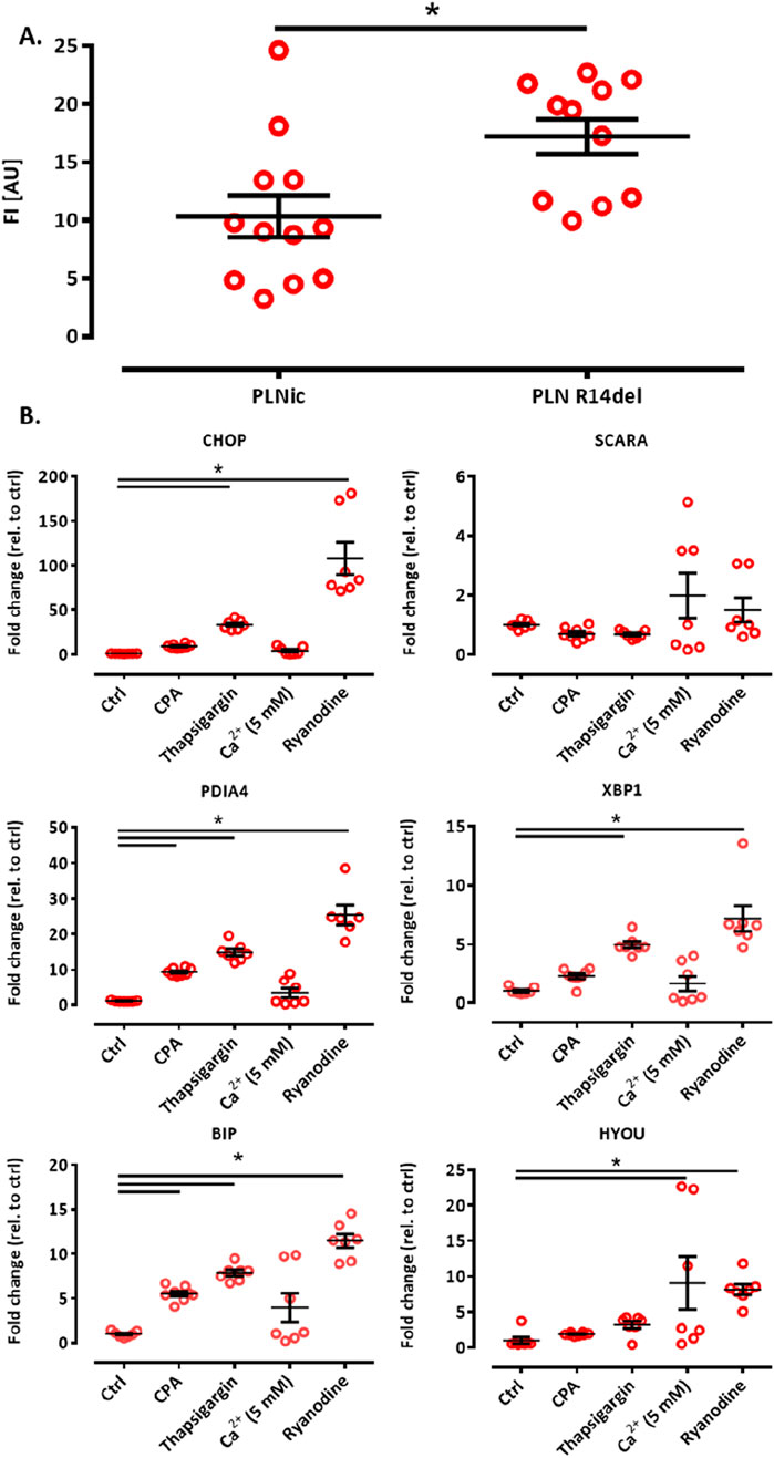 Graphical representation of experimental data comparing PLNic and PLN R14del gene expressions. Panel A shows scatter plots with significant differences marked by an asterisk, displaying fluorescence intensity (FI) between the two groups. Panel B contains multiple bar graphs showing fold changes relative to control for various genes (CHOP, SCARA, PDIA4, XBP1, BIP, HYOU) under different treatments (Ctrl, CPA, Thapsigargin, Calcium, Ryanodine). Red circles represent data points, with error bars indicating standard error. Significant differences are marked with an asterisk.