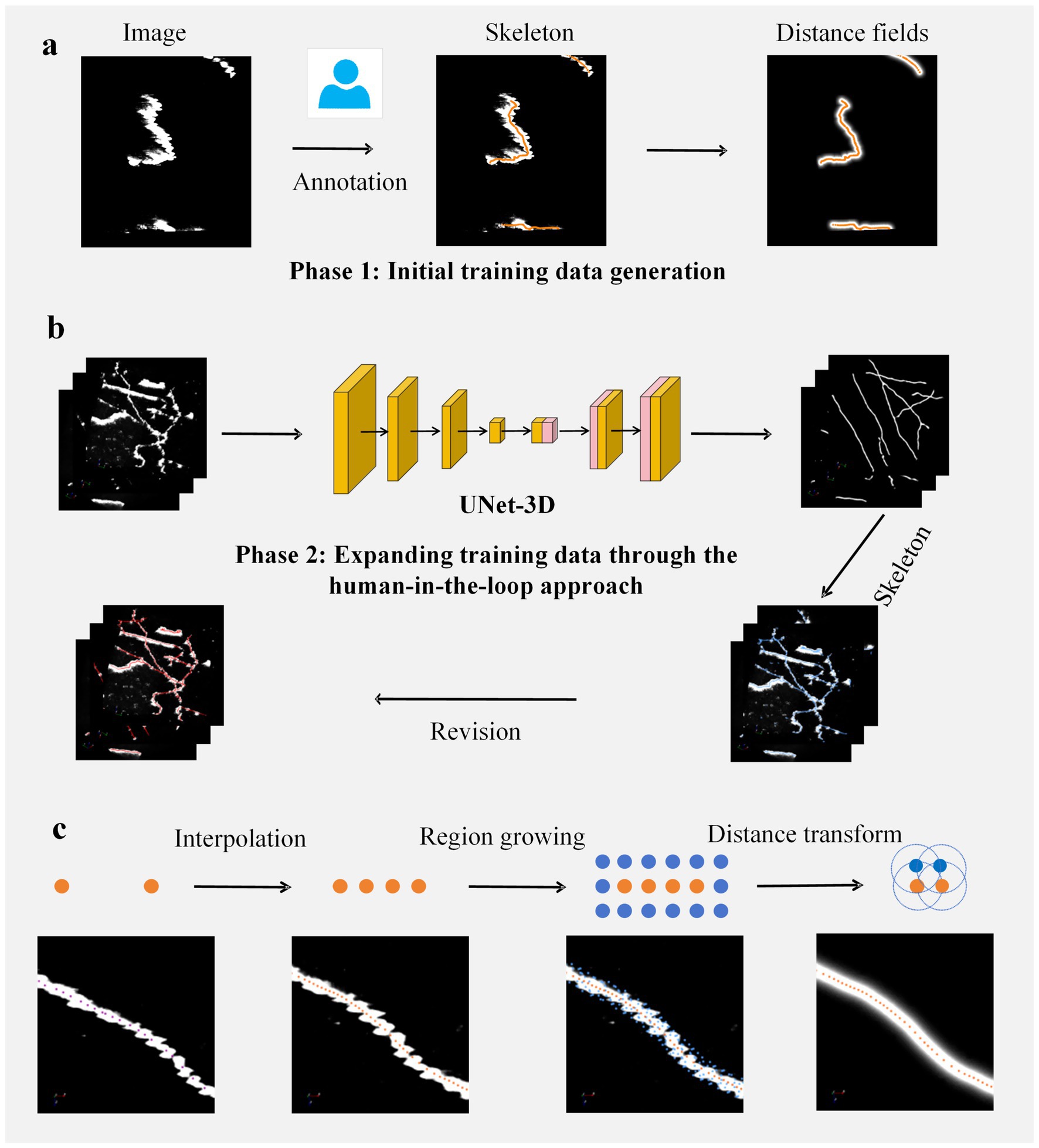 Diagram showing a three-phase process for generating training data. In Phase 1: Initial training data generation involves an image being annotated to create a skeleton and distance fields. Phase 2: Expanding training data through a human-in-the-loop approach uses UNet-3D to process images into a skeleton, allowing for revision. Phase 3: Involves interpolation, region growing, and distance transform, illustrated with colored dots and image transformations.