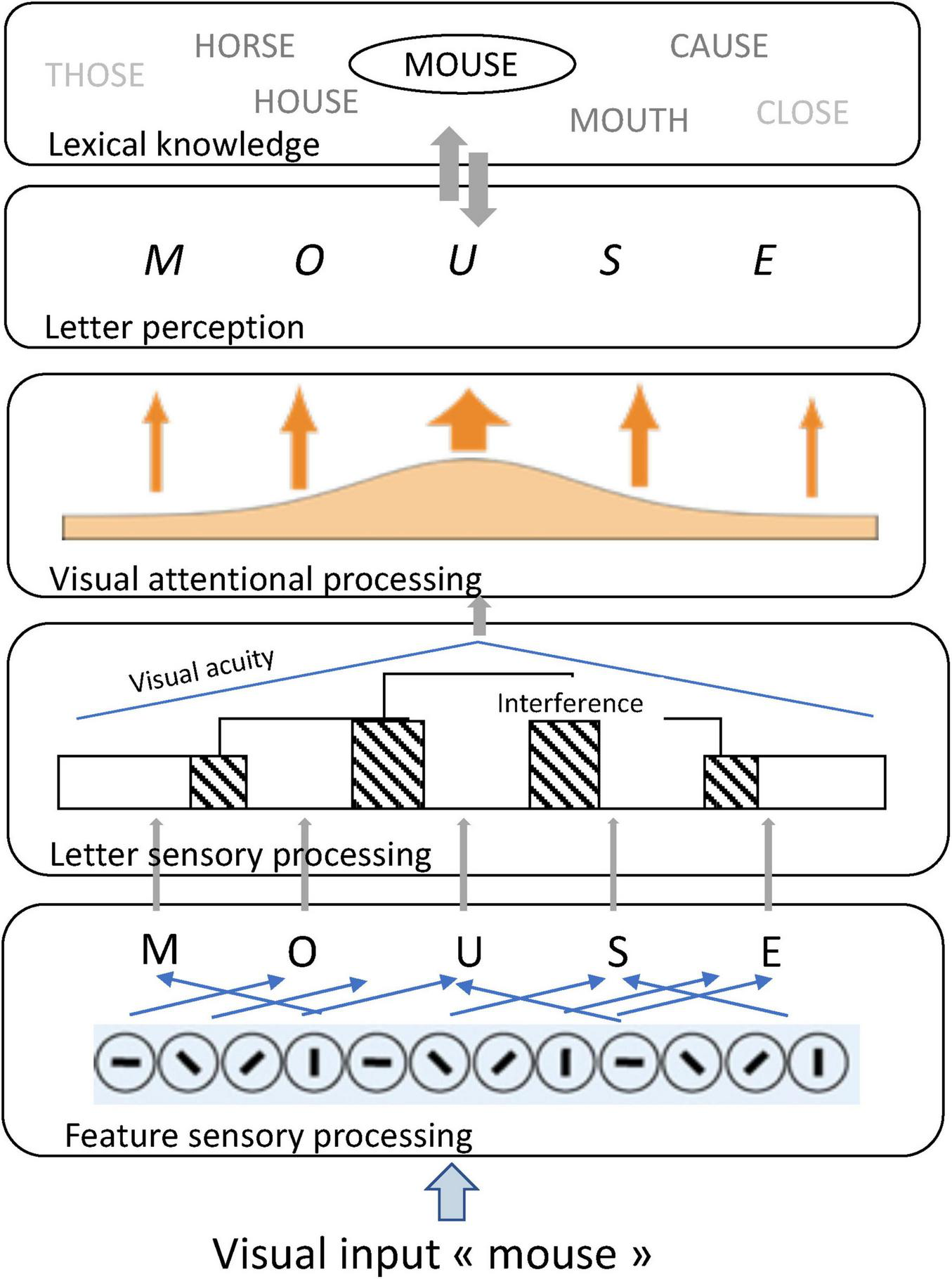 Graphical representation of the structure of the BRAID model illustrating the cognitive mechanisms underlying the recognition of the visual input “MOUSE”. At the sensory level, letter features are identified, with letter processing modulated by visual acuity and lateral interference. Visual attention acts as a filter between the sensory and perceptual levels, enhancing recognition of letters that receive more attention. At the perceptual level, a representation of the word’s letter string is formed, which in turn activates all orthographically similar lexical words (e.g., mouse, house, mouth). Information flow between the perceptual and lexical knowledge levels is bidirectional.