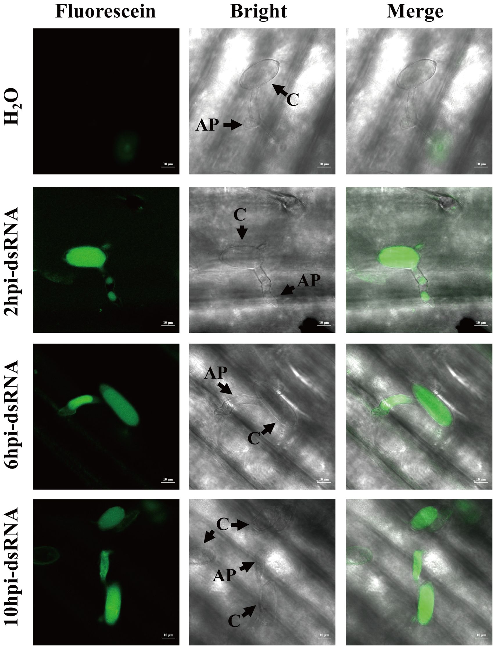 Fluorescence microscopy images show the effect of dsRNA treatment over time. Each row represents a different treatment time: water, 2, 6, and 10 hours post-injection (hpi) with dsRNA. Columns show “Fluorescein” for fluorescence detection, “Bright” for bright-field, and “Merge” for combined images. Bright-field images highlight structures labeled “C” and “AP.” Fluorescein images depict green fluorescence intensity, increasing with time post-dsRNA injection, indicating greater fluorescence in treated samples compared to water control. Scale bars indicate 10 micrometers.