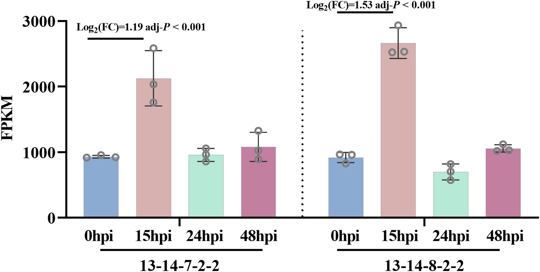 Bar graph showing FPKM values over time (0, 15, 24, 48 hours post-infection) for two genotypes, 13-14-7-2-2 and 13-14-8-2-2. Values increase significantly at 15 hours, with Log2 fold change noted as 1.19 and 1.53, both with adjusted P-values less than 0.001. Error bars and individual data points are included.