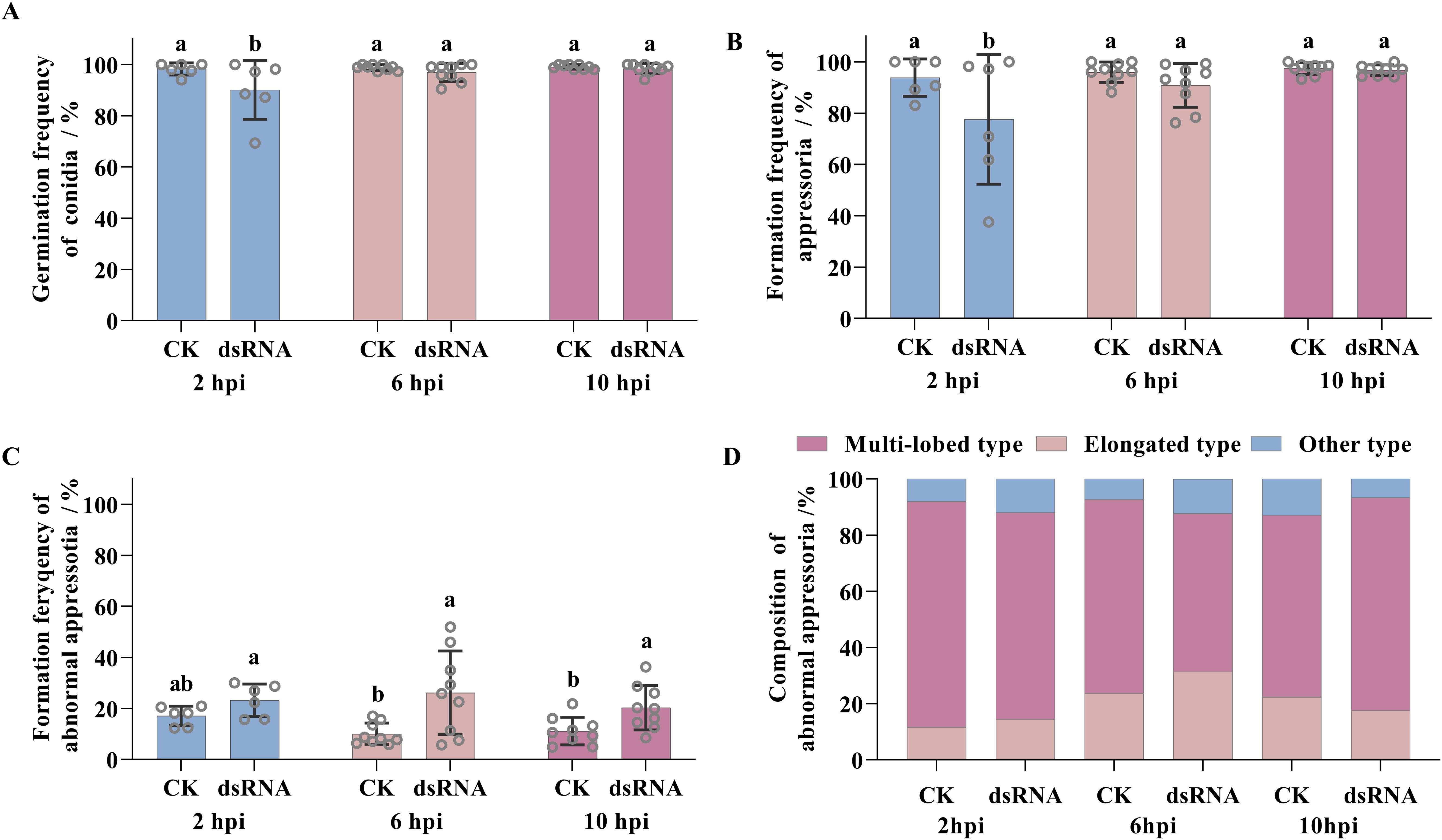 A series of bar graphs illustrating the effects of CK and dsRNA on conidia germination, appressoria formation, and abnormal appressoria composition at 2, 6, and 10 hours post-inoculation (hpi). Graph A shows germination frequency, with a decrease at 2 hpi for dsRNA. Graph B depicts appressoria formation, similarly decreased at 2 hpi for dsRNA. Graph C shows an increase in abnormal appressoria formation with dsRNA at 6 and 10 hpi. Graph D breaks down abnormal appressoria types, showing multi-lobed, elongated, and other types over time.