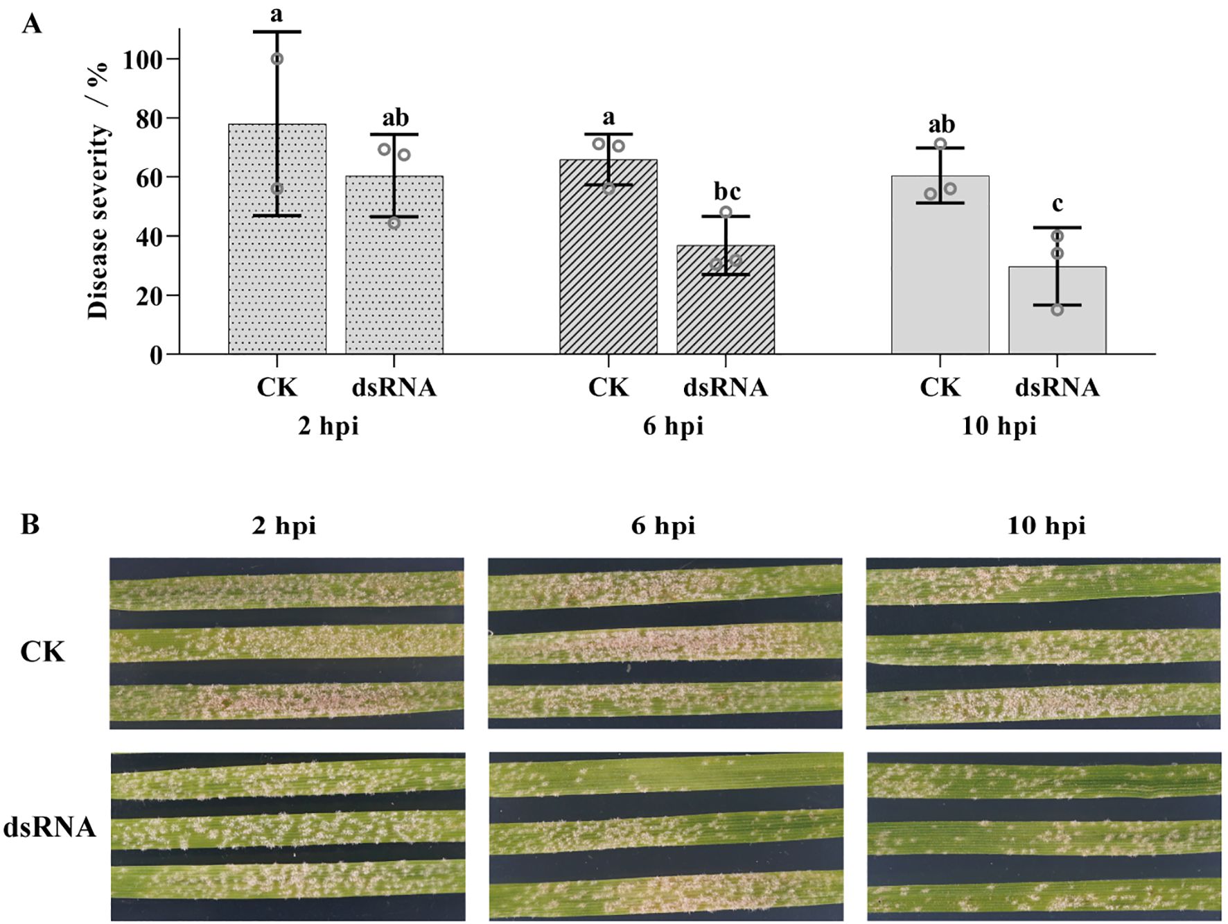 Graph A displays a bar chart comparing disease severity percentages between CK and dsRNA treatments at 2, 6, and 10 hours post-inoculation (hpi). Disease severity decreases over time, with dsRNA showing lower severity levels compared to CK. Panel B shows images of plant leaves under CK and dsRNA treatments at 2, 6, and 10 hpi, with dsRNA-treated leaves displaying less disease progression than CK-treated leaves.