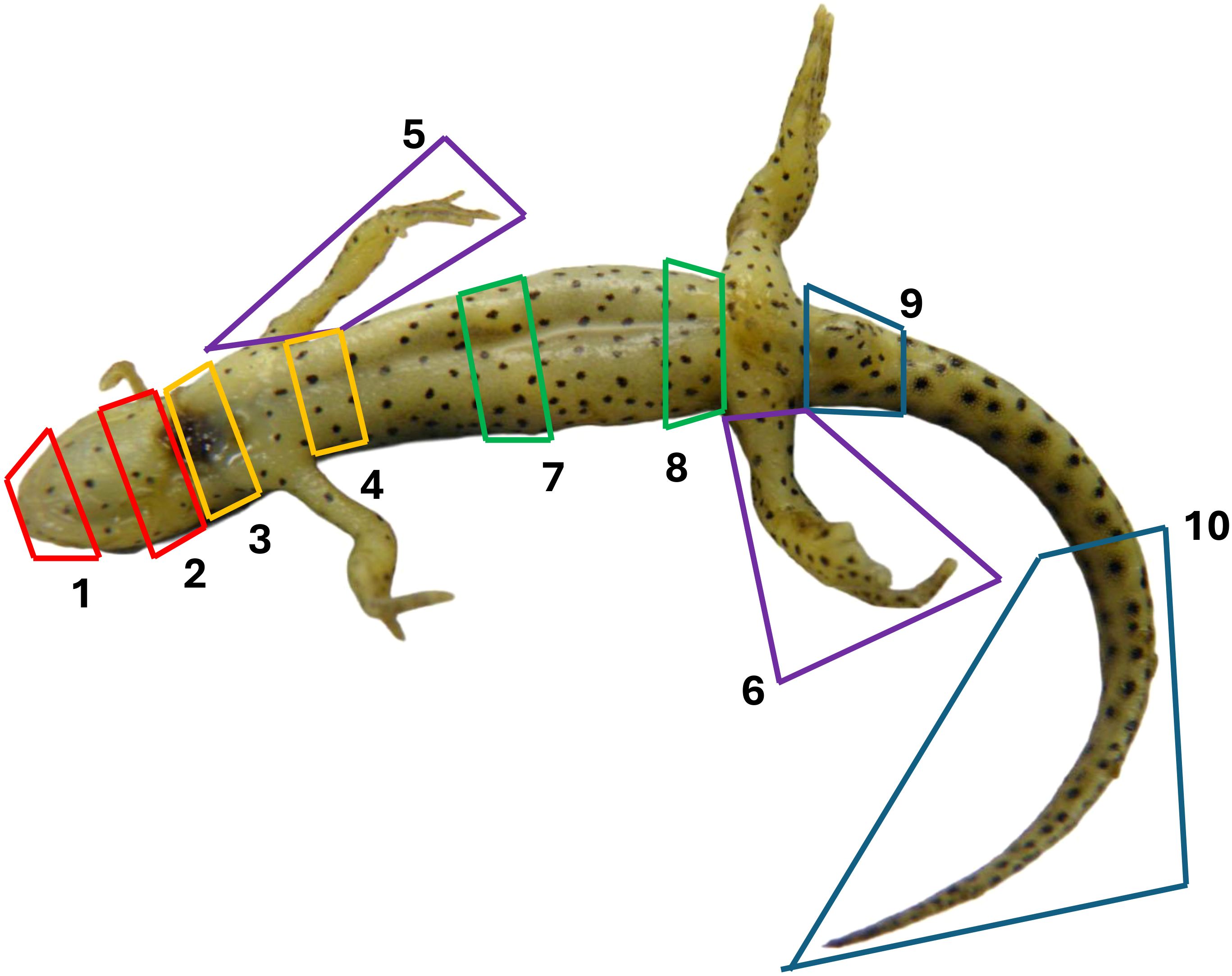 Lizard diagram with numbered sections. Red trapezoid for head (1-2), orange for neck (3), yellow for shoulder (4), purple for front limbs (5-6), green rectangles for body segments (7-8), blue for hind limb and tail (9-10).