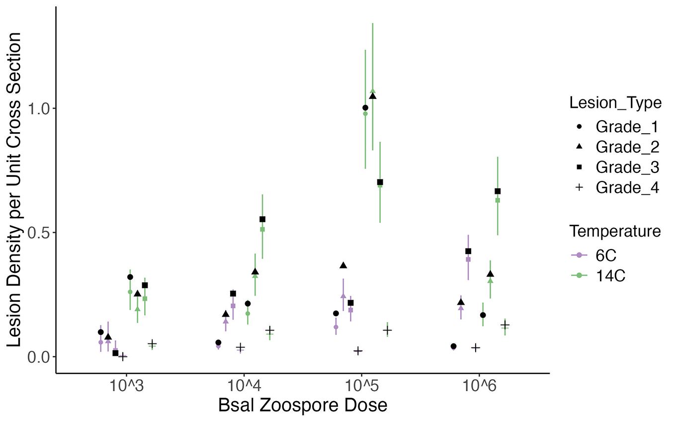 Scatter plot showing lesion density per unit cross-section versus Bsal zoospore dose on a logarithmic scale. Different symbols indicate lesion grades: circles for Grade 1, triangles for Grade 2, squares for Grade 3, and pluses for Grade 4. Colors represent temperature: purple for 6 degrees Celsius and green for 14 degrees Celsius. The plot shows a trend of increasing lesion density with higher Bsal zoospore doses.