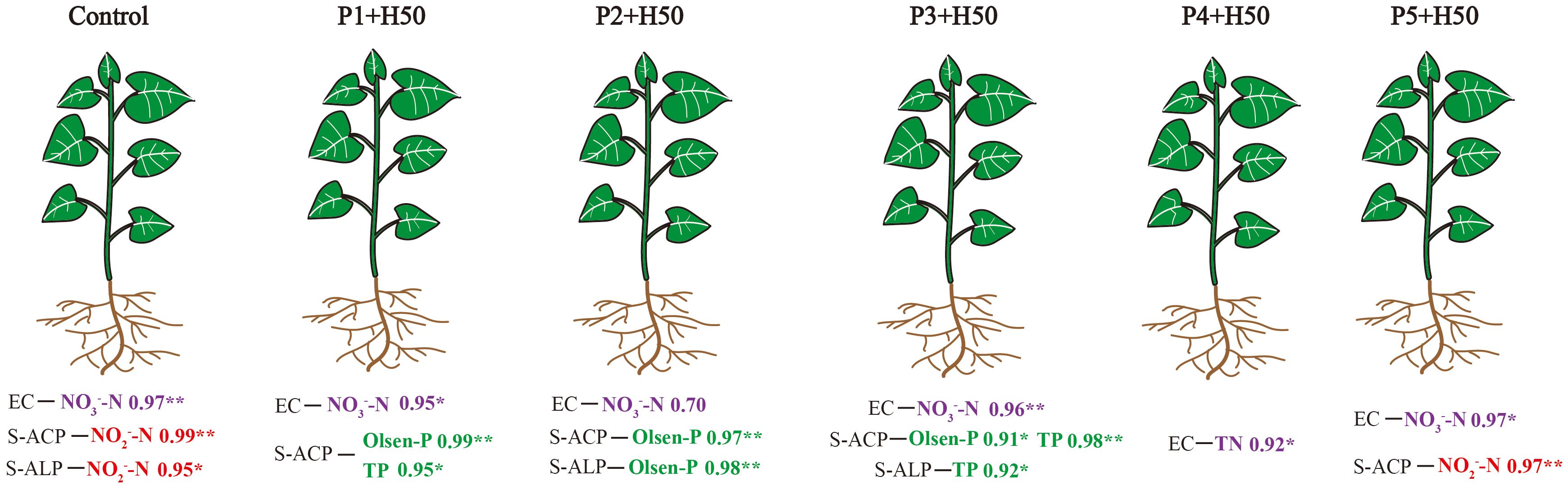 Illustration of six plants labeled as Control, P1+H50, P2+H50, P3+H50, P4+H50, and P5+H50, each with roots. Below each plant, different chemical correlations are noted, highlighting NO3-N, NO2-N, TP, and Olsen-P with various correlation values.