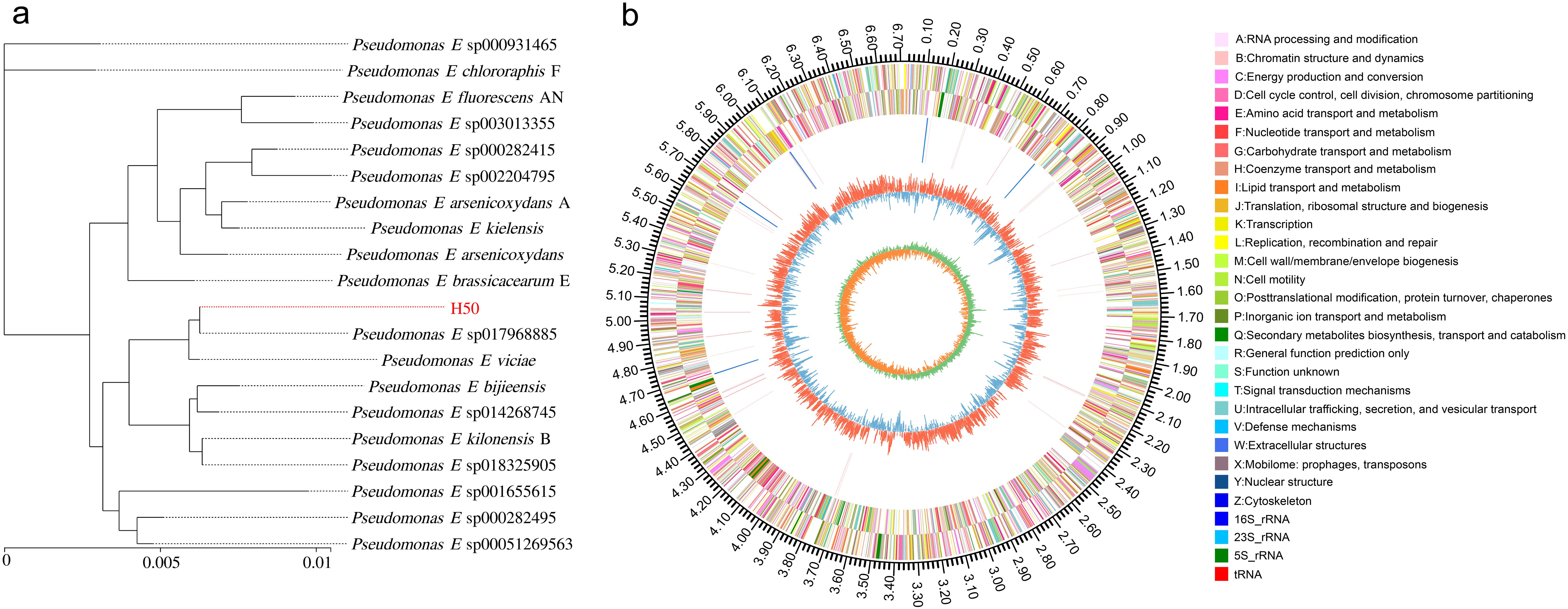 Phylogenetic tree and circular genome map of Pseudomonas species. Panel (a) shows a phylogenetic tree of various Pseudomonas species, with H50 highlighted in red. Panel (b) depicts a circular genome map with labeled functional categories using various colors, including RNA processing, chromatin structure, energy production, amino acid metabolism, and others, as detailed in the legend.