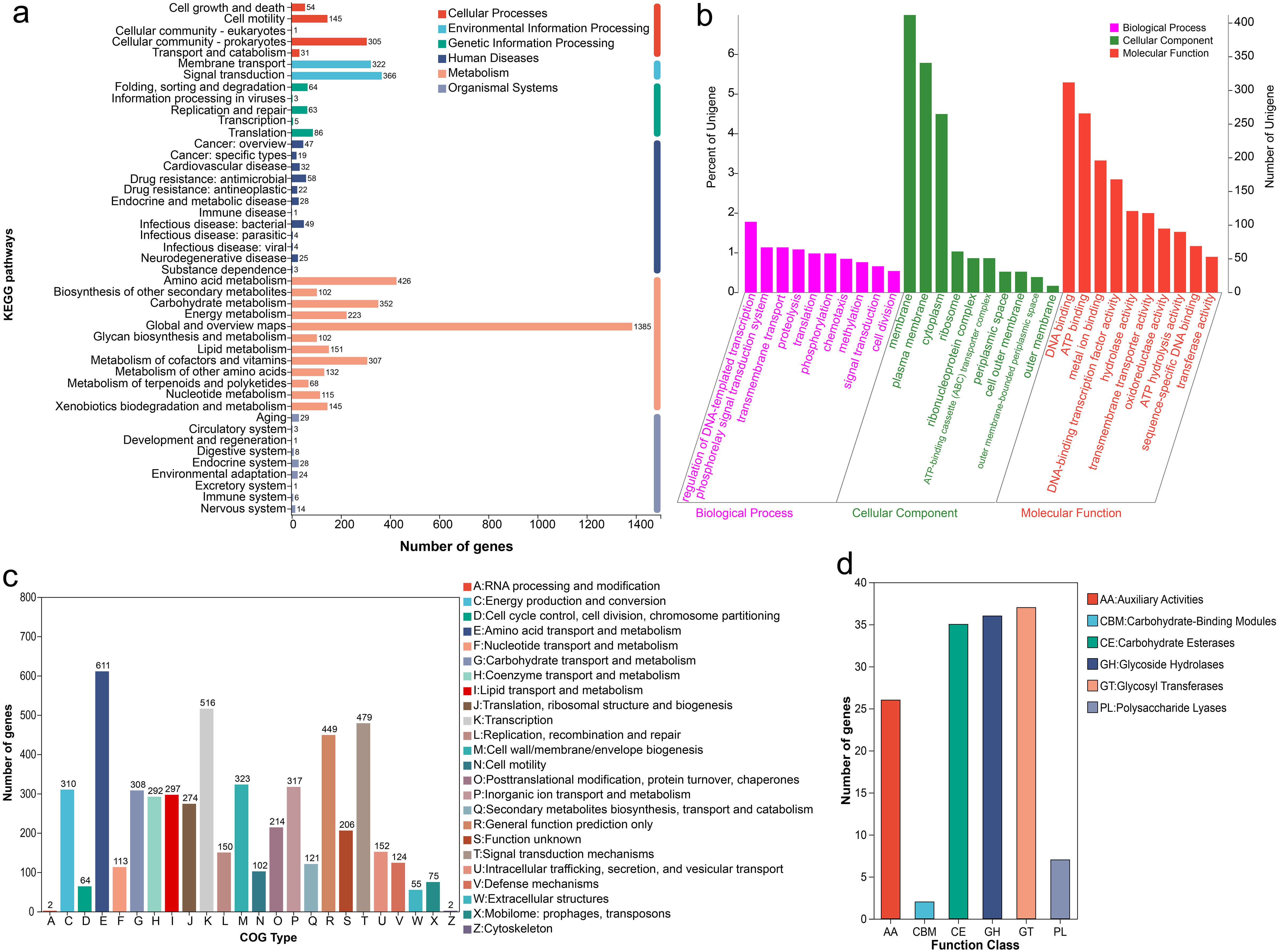 Figure composed of four graphs analyzing gene function and categorization.   a) Bar graph showing the number of genes in different KEGG pathways, categorized by processes like Cellular Processes and Metabolism, with color-coded bars.   b) Bar graph depicting the percent and number of unique genes by categories: Biological Process, Cellular Component, and Molecular Function, in various colors.  c) Bar graph illustrating gene count across COG types, ordered alphabetically, with color-coding for different functions such as Energy production and RNA processing.  d) Bar graph displaying the number of genes in CAZy function classes, with color keys for Auxiliary Activities, Carbohydrate-Binding Modules, and others.