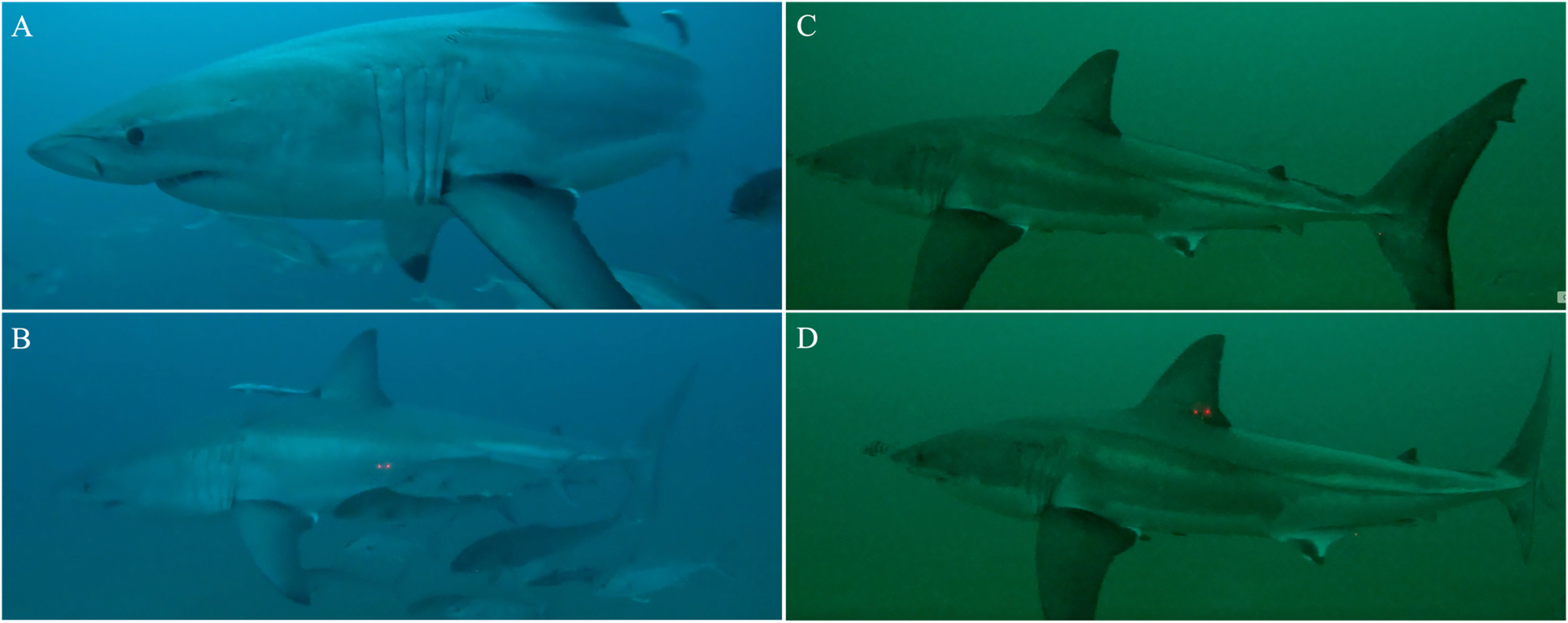 Four underwater images labeled A, B, C, and D depict sharks from different angles. Image A shows a close-up of a shark's head and gill area. Image B displays a side view of a shark with visible fins and smaller fish surrounding it. Image C highlights the full profile of a shark with faint surrounding details. Image D shows the side of a shark with glowing red spots visible on its body. The images have a blue to greenish underwater hue.