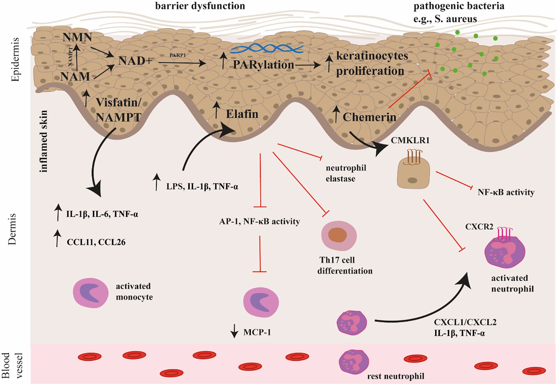 Diagram of skin inflammation and immune response. It shows epidermal barrier dysfunction with increased keratinocyte proliferation, presence of pathogenic bacteria, and various molecules influencing inflammation. Key components include NAMPT, NAD+, and PARP1 pathways, along with cytokines like IL-1β, TNF-α, and IL-6. Chemokines such as CCL11 and CCL26 are indicated, affecting monocyte activation and Th17 cell differentiation. The involvement of neutrophil elastase, NF-κB activity, and receptors like CMKLR1 and CXCR2 are highlighted. Blood vessels are depicted at the bottom.