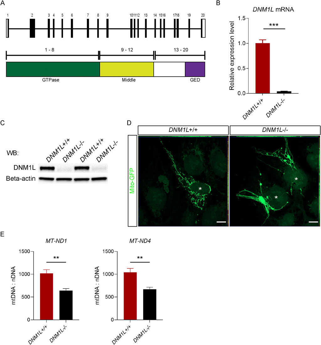 A series of scientific panels illustrating DNM1L gene and protein analysis. Panel A shows the DNM1L gene structure with domain regions. Panel B presents a bar graph indicating a significant reduction in DNM1L mRNA expression in DNM1L knockout compared to wild-type. Panel C displays Western blot results showing decreased DNM1L protein levels in the knockout. Panel D features fluorescence microscopy images of mitochondrial morphology with Mito-GFP in wild-type and knockout cells. Panel E includes bar graphs demonstrating reduced mtDNA levels in knockout cells for MT-ND1 and MT-ND4 genes.