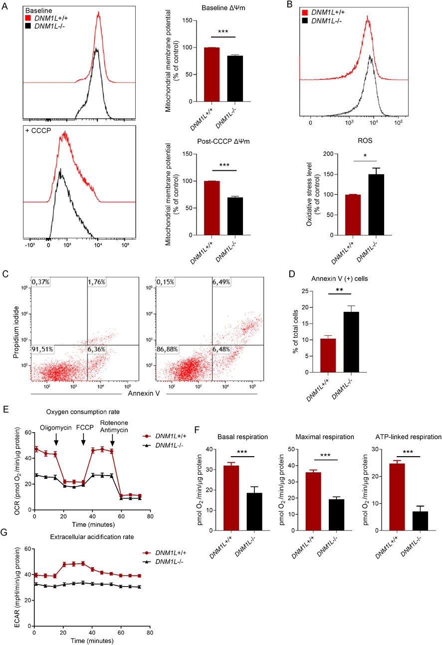 Graphs and charts comparing mitochondrial function and stress between DNML1+/+ and DNML1−/− cells. Panel A shows mitochondrial membrane potential, with significant differences at baseline and post-CCCP. Panel B displays oxidative stress levels. Panel C includes Annexin V and Propidium Iodide plots, with Panel D quantifying Annexin V positive cells. Panel E illustrates oxygen consumption over time with treatment markers, while Panel F compares basal, maximal, and ATP-linked respirations. Panel G presents extracellular acidification rates. Significant differences are highlighted in several comparisons.