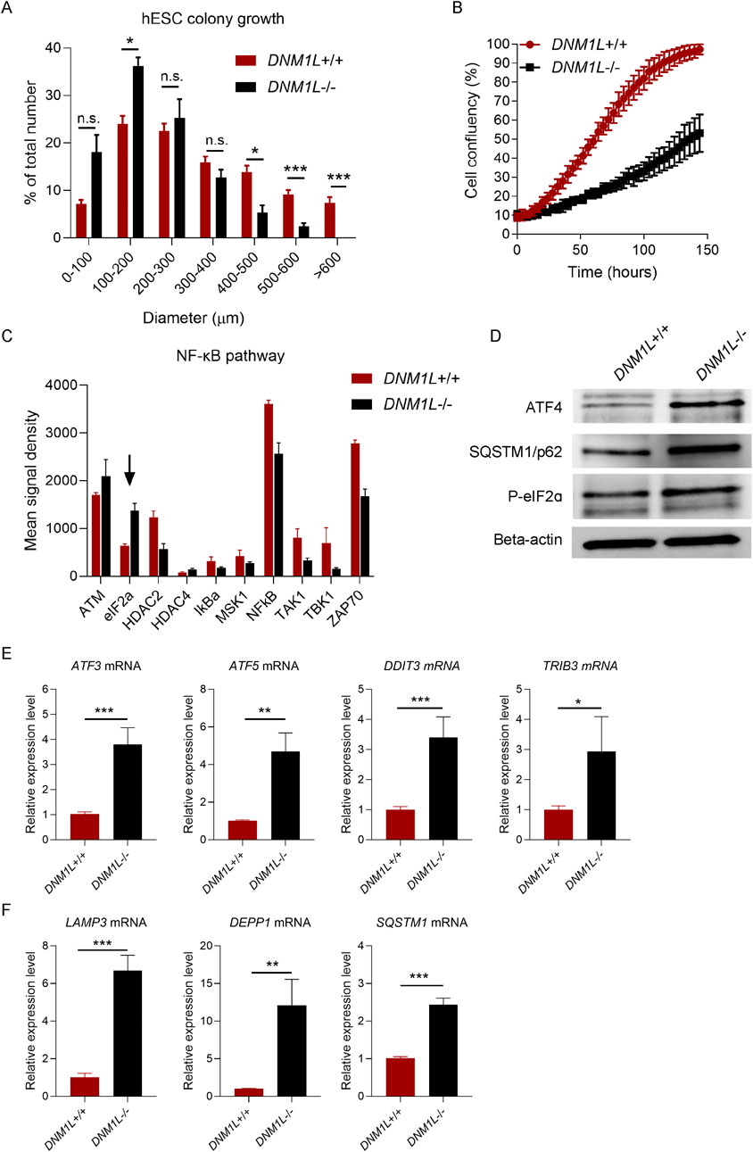 Graphical and data results comparing DNM1L+/+ and DNM1L-/- conditions. Panel A shows hESC colony growth across various diameters. Panel B depicts cell confluency over time, indicating higher confluency for DNM1L+/+. Panel C presents mean signal density for NF-κB pathway components. Panel D displays Western blot results for ATF4, SQSTM1/p62, P-eIF2a, and Beta-actin. Panels E and F illustrate relative expression levels of various mRNAs, including ATF3, ATF5, DDIT3, TRIB3, LAMP3, DEPP1, and SQSTM1, with all panels generally showing increased expression in DNM1L-/- conditions. Statistical significance is highlighted in some results.