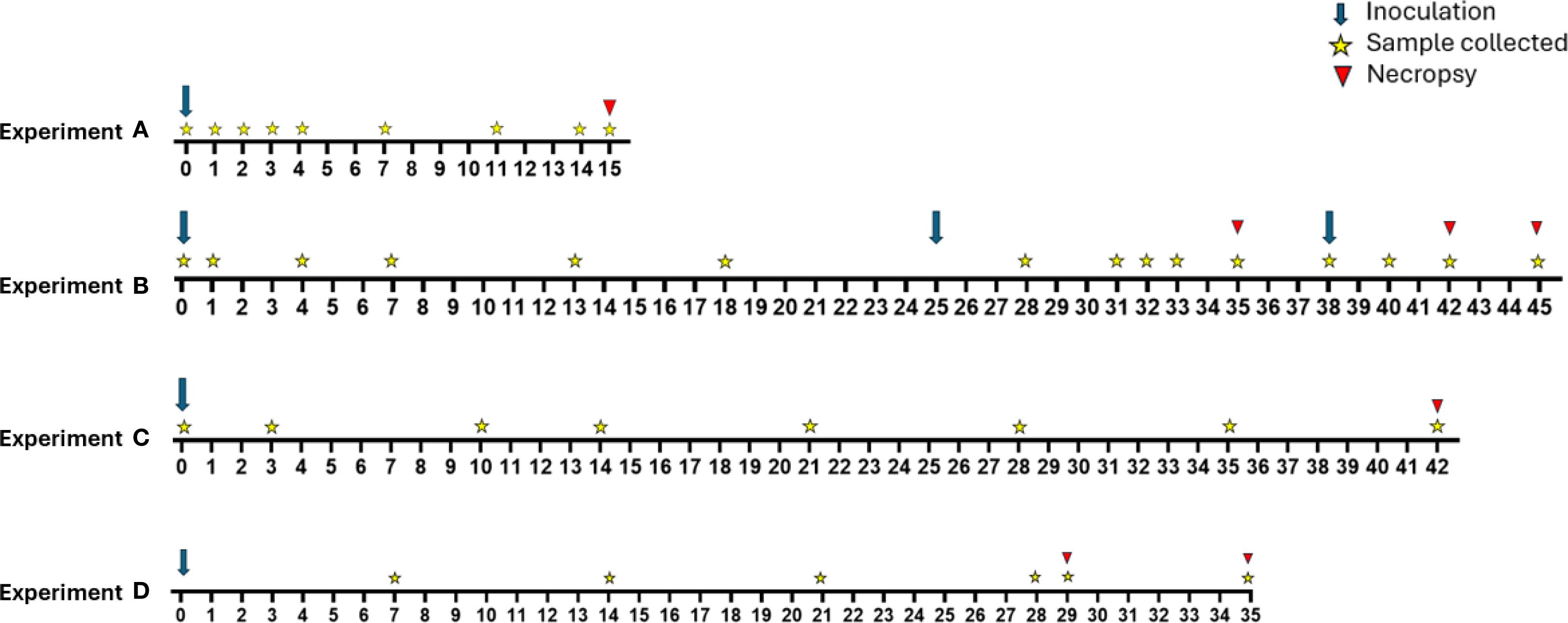 Timeline diagram displaying four experiments, labeled A to D. Each timeline shows days marked with symbols: blue arrows for inoculation, yellow stars for sample collection, and red triangles for necropsy. Experiment A runs from day 0 to 15, Experiment B from 0 to 45, Experiment C from 0 to 42, and Experiment D from 0 to 35.