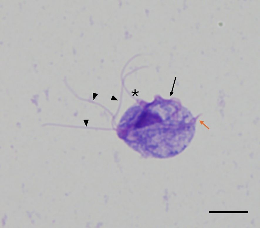 Microscopic image of a single-cell organism, possibly a protozoan, stained purple. It has several flagella, indicated by black arrowheads, emanating from the body. An asterisk and black arrow point to specific features on the organism. An orange arrow highlights another part of interest. The scale bar is present at the bottom right.