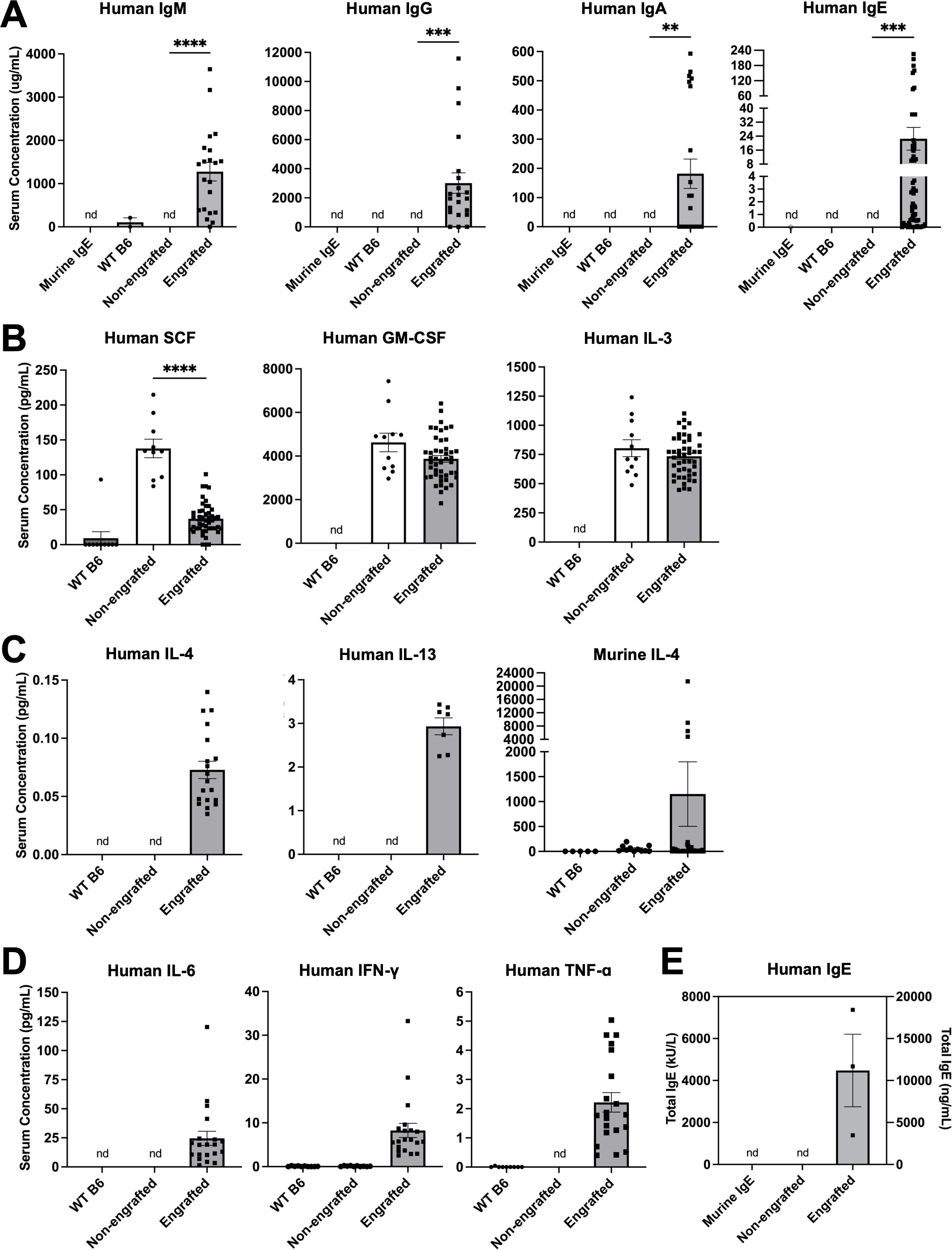 Graphs show serum concentrations of various human and murine proteins across different conditions: WT B6, non-engrafted, and engrafted. Panel A presents human IgM, IgG, IgA, and IgE levels; Panel B covers human SCF, GM-CSF, and IL-3; Panel C shows human IL-4 and IL-13 and murine IL-4; Panel D includes human IL-6, IFN-γ, and TNF-α; Panel E illustrates human total IgE concentration. Significant differences are marked with asterisks, indicating higher values in engrafted conditions compared to others. Bars with 'nd' indicate non-detectable levels.