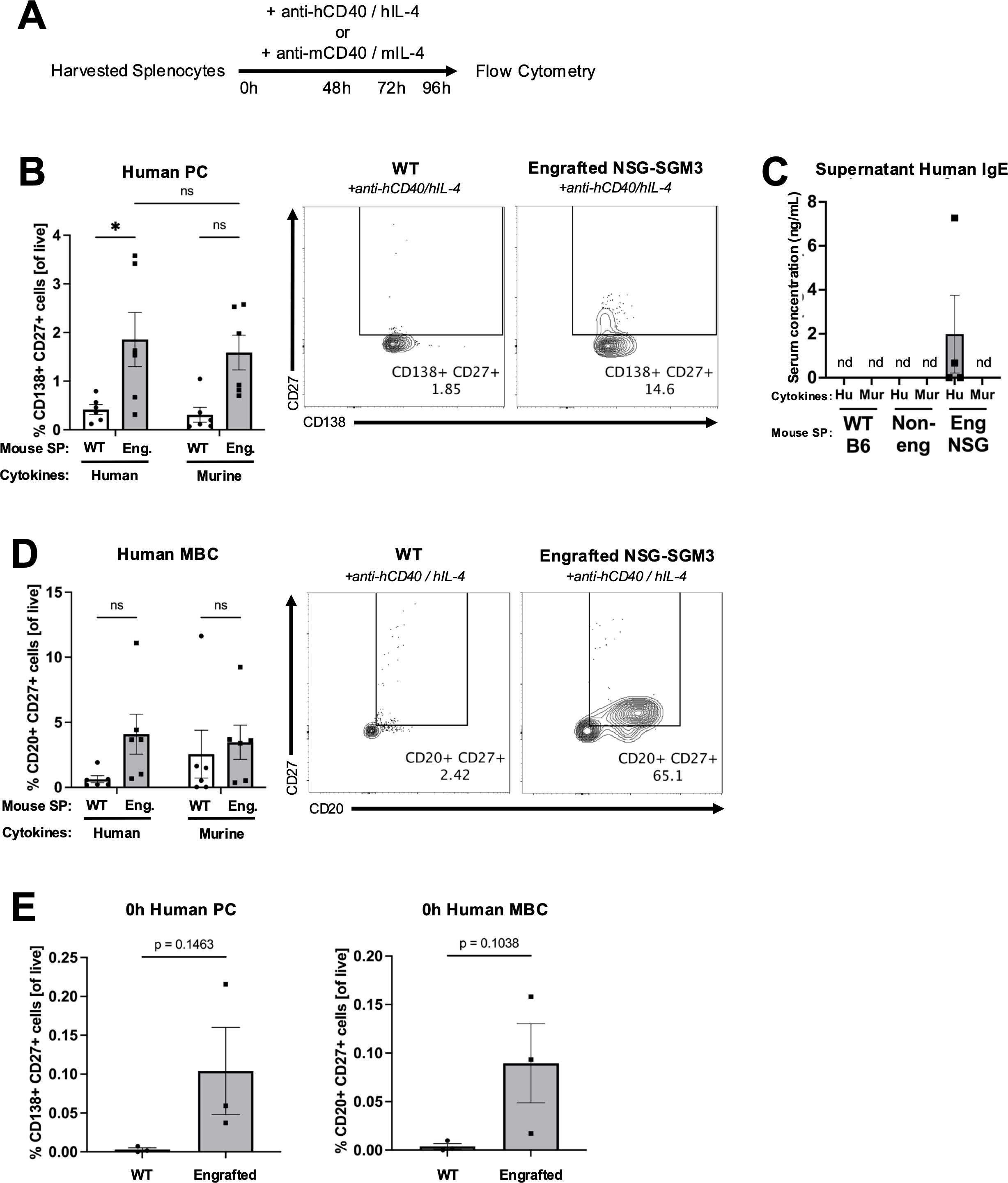 Flow cytometry experimental data from splenocytes of wild-type (WT) and engrafted NSG-SGM3 mice. Panel A: Timeline and conditions for culturing harvested splenocytes with anti-CD40 and IL-4 treatments. Panel B: Bar graph and flow cytometry plots comparing CD138+ CD27+ human plasma cells in WT and engrafted NSG-SGM3 mice. Panel C: Bar graph illustrating supernatant human IgE serum concentration across different mouse groups. Panel D: Bar graph and flow cytometry plots of CD20+ CD27+ human memory B cells in WT and engrafted NSG-SGM3 mice. Panel E: Bar graphs of CD138+ CD27+ plasma cells and CD20+ CD27+ memory B cells at 0 hours post-harvest in WT and engrafted mice.