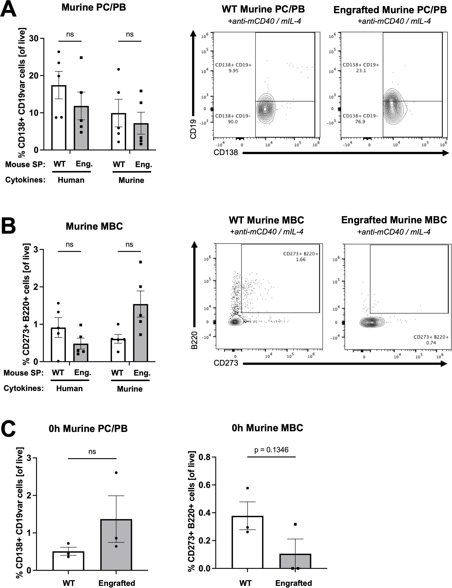 Bar charts and scatter plots show cell percentages from splenocytes of wild-type (WT) and engrafted NSG-SGM3 mice. Panel A: Bar graph and flow cytometry plots comparing murine CD138 CD19var PC/PB cells in WT and engrafted NSG-SGM3 mice. Panel B: bar graph and flow cytometry plots comparing murine CD273+ B220+ murine memory B cells. Panel C: Bar graphs of murine plasma cells / plasmablasts and memory B cells at 0 hours post-harvest in WT and engrafted mice. Statistical notation is present, with “ns” for non-significant differences.