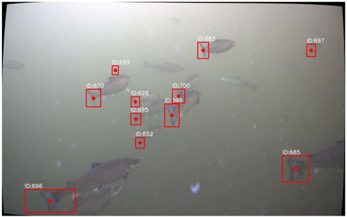Underwater scene showing a group of fish with red boxes and labels indicating their IDs (e.g., ID:670, ID:696). Each fish is marked with a red dot within the box, highlighting their position. The water is murky, limiting visibility.