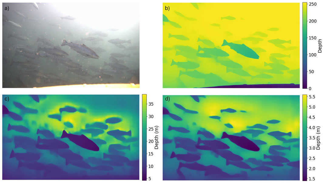 Underwater image of a fish school with three corresponding depth color mappings. Panel (a) shows a photo of fish in murky water. Panel (b) displays a color map with depth ranging from 0 to 250 meters. Panel (c) depicts a similar map with a depth range from 5 to 35 meters. Panel (d) shows a depth range from 1.5 to 5.5 meters. Each color map highlights the spatial distribution and depth variations of the fish.