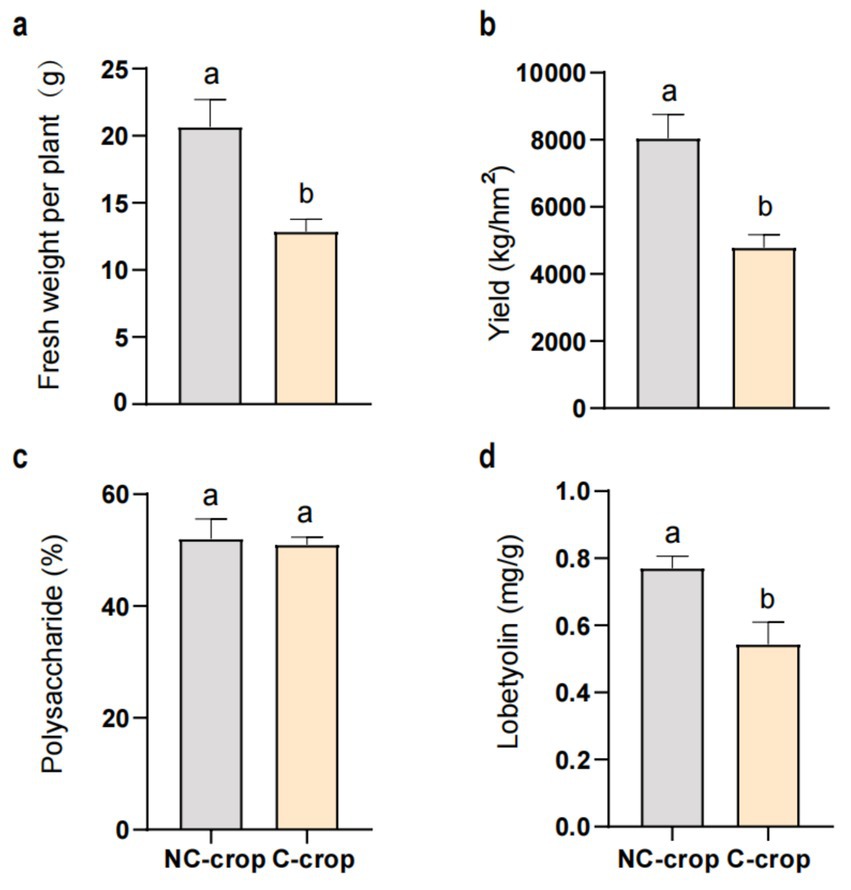 Bar charts illustrating various comparisons between NC-crop and C-crop. (a) Fresh weight per plant, with NC-crop higher than C-crop. (b) Yield in kilograms per hectare, with NC-crop outperforming C-crop. (c) Polysaccharide percentage shows no significant difference. (d) Lobetyolin content, with NC-crop higher than C-crop. Bars marked 'a' or 'b' indicate statistical differences.