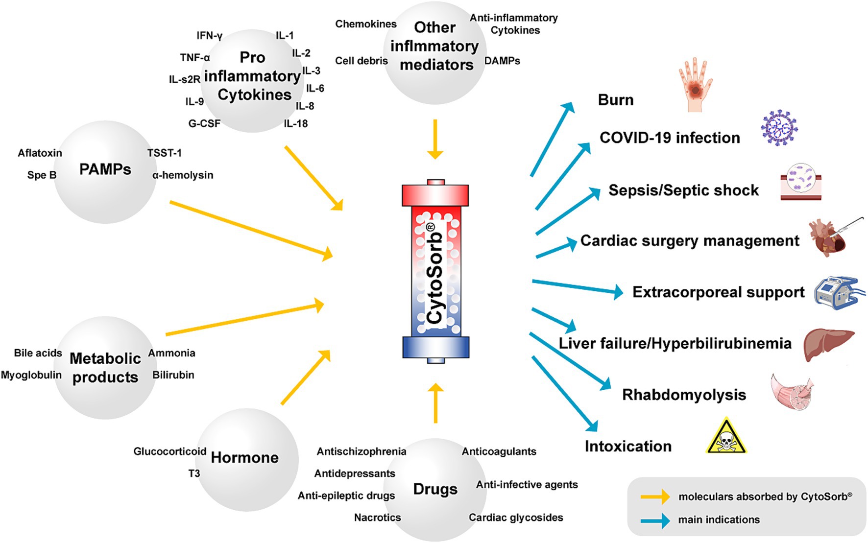 Diagram illustrating the CytoSorb process. Molecules absorbed include PAMPs, metabolic products, pro-inflammatory cytokines, hormones, other inflammatory mediators, and drugs. Indications for use are shown on the right, including burn, COVID-19 infection, sepsis/septic shock, cardiac surgery management, extracorporeal support, liver failure/hyperbilirubinemia, rhabdomyolysis, and intoxication. Yellow arrows indicate molecules absorbed, and blue arrows highlight main indications.