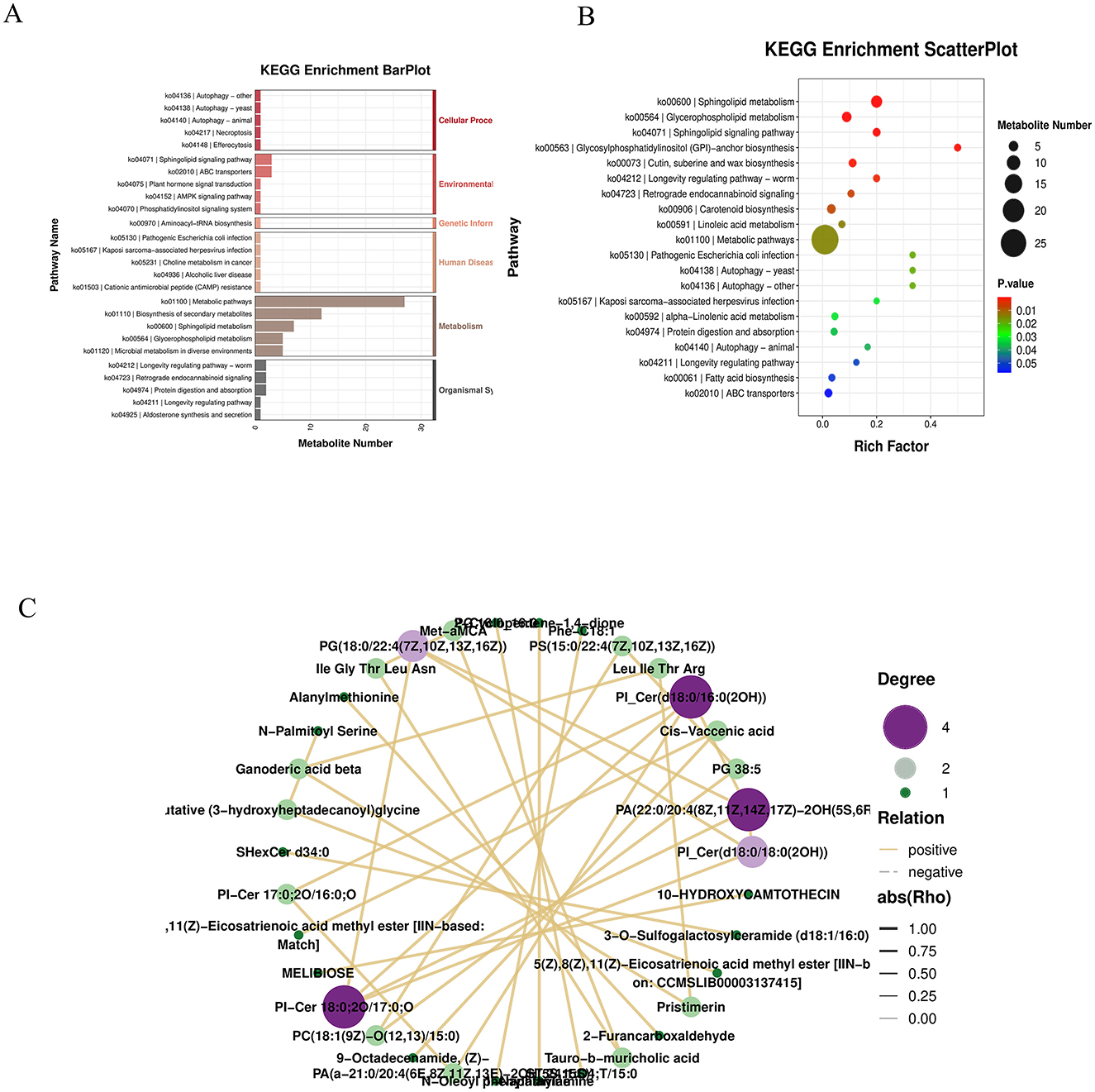A KEGG enrichment analysis with three parts: A) A bar plot highlighting pathways with enriched metabolites, including cellular processes and human diseases, sorted by metabolic number. B) A scatter plot showing KEGG enrichment with metabolite numbers represented by bubble size, rich factor on the x-axis, and p-values by color gradient. C) A network diagram illustrating relations among metabolites, where node size indicates degree and connection lines indicate positive or negative relations.