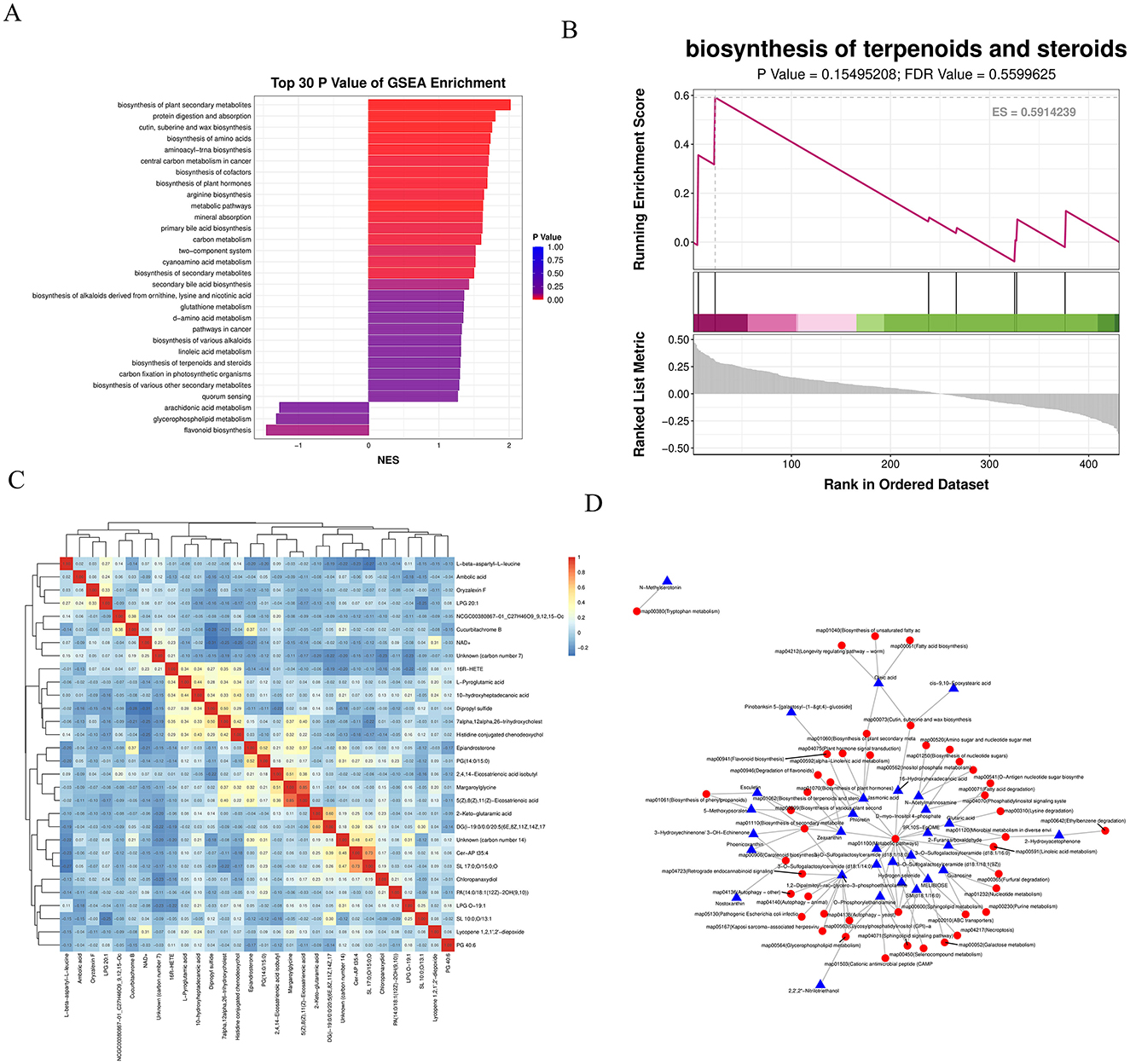 A: Bar chart showing the top 30 P-values of GSEA enrichment, with different colors representing P-value ranges from 0 to 1. B: Line graph illustrating the biosynthesis of terpenoids and steroids, with enrichment scores and ranked dataset values. C: Heatmap displaying hierarchical clustering of various metabolites and samples, with colors from blue to red indicating different expression levels. D: Network diagram showing interactions among metabolites and pathways, with red circles and blue triangles connected by lines.