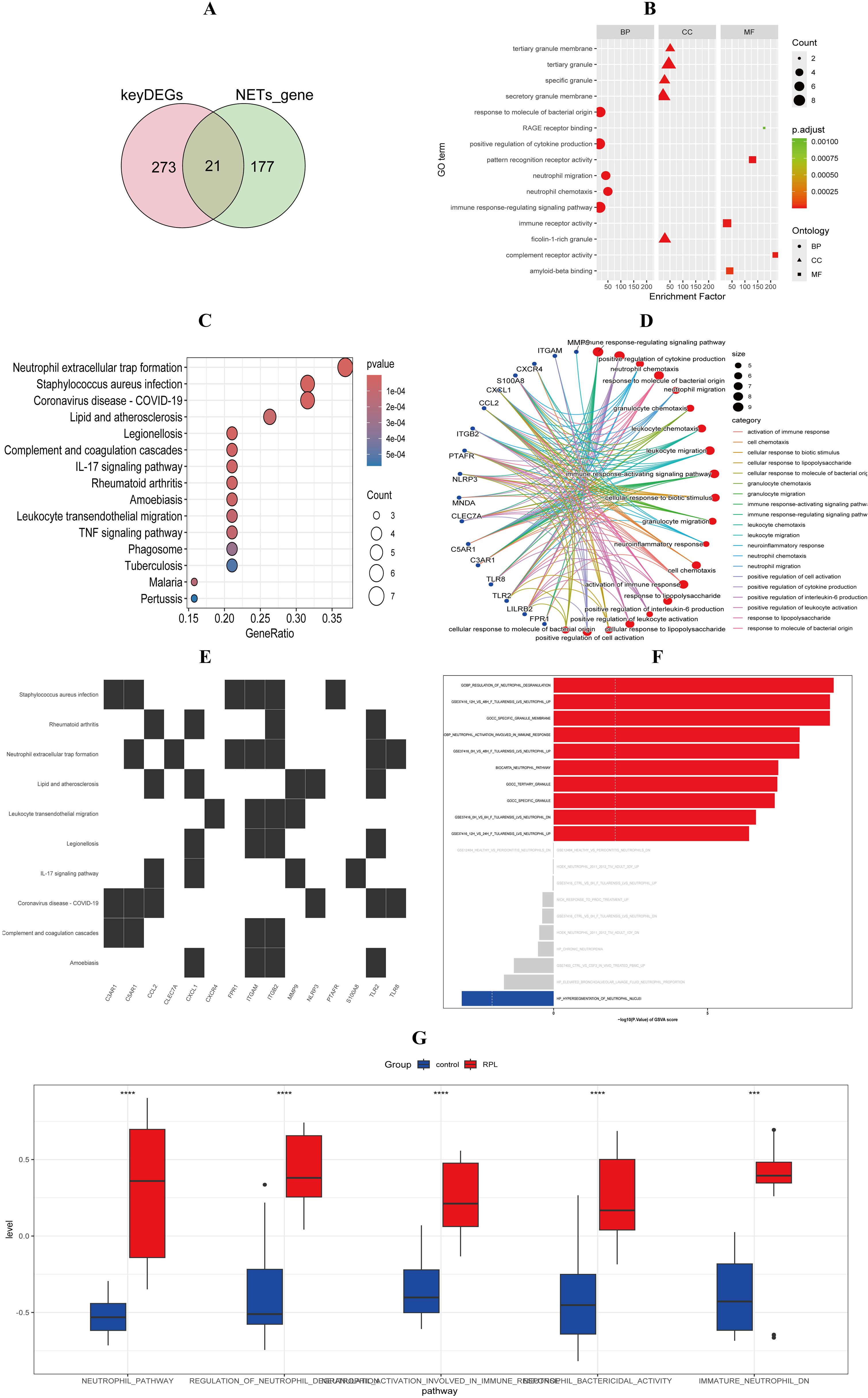 Venn diagram, dot plots, and bar graphs analyze gene enrichment and pathways. Image A shows overlapping genes between key DEGs and NETs genes. B displays a dot plot of GO term enrichment with circles and triangles indicating size and color ratios. C is a dot plot of pathways and their p-values. D maps pathway relationships with colored lines and categories. E is a heatmap of gene-pathway interactions. F presents a bar graph ranking genes by significance. G shows box plots comparing gene expression between control and RPL groups across different pathways.